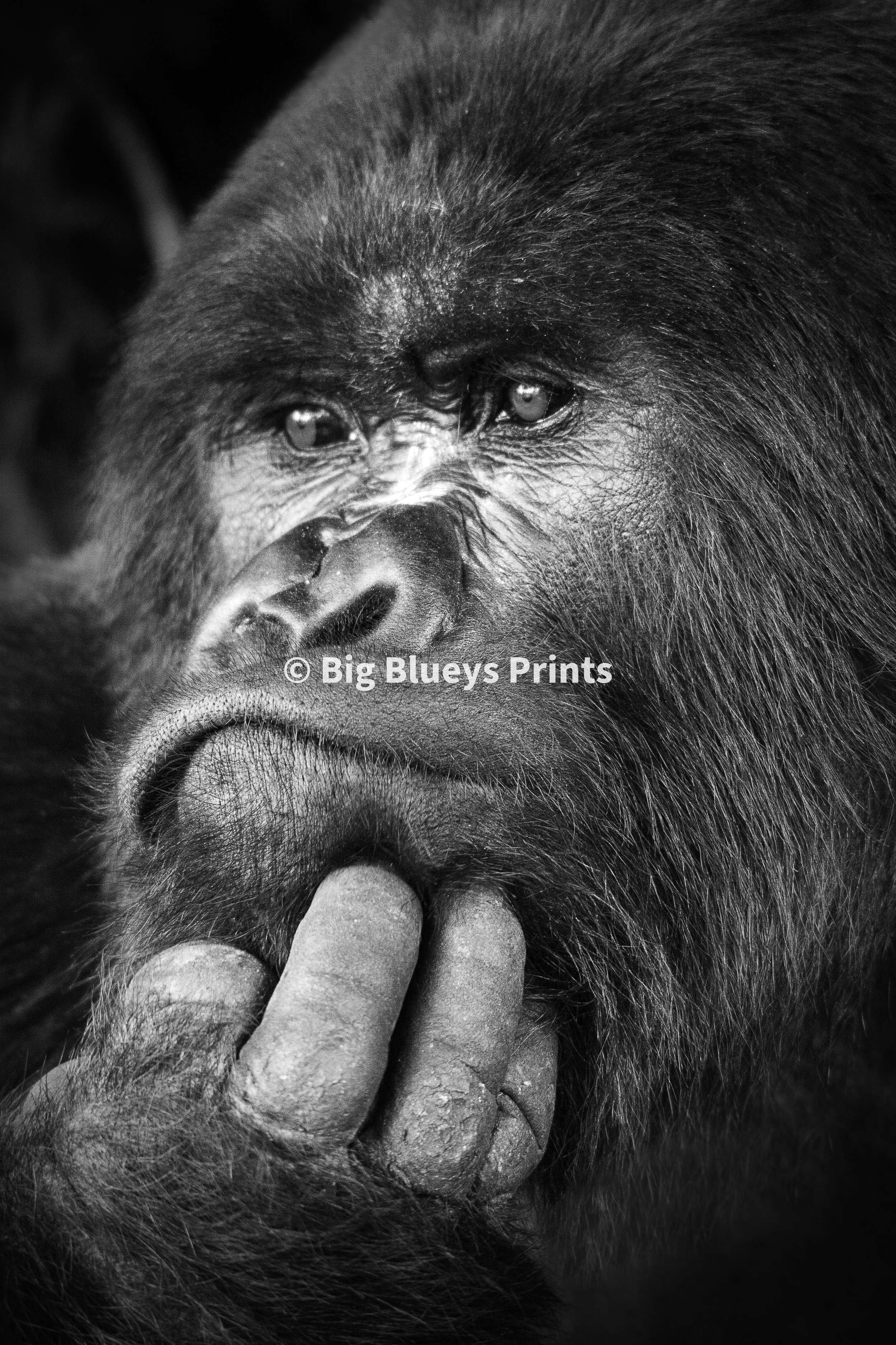 Contemplation - Set of 3