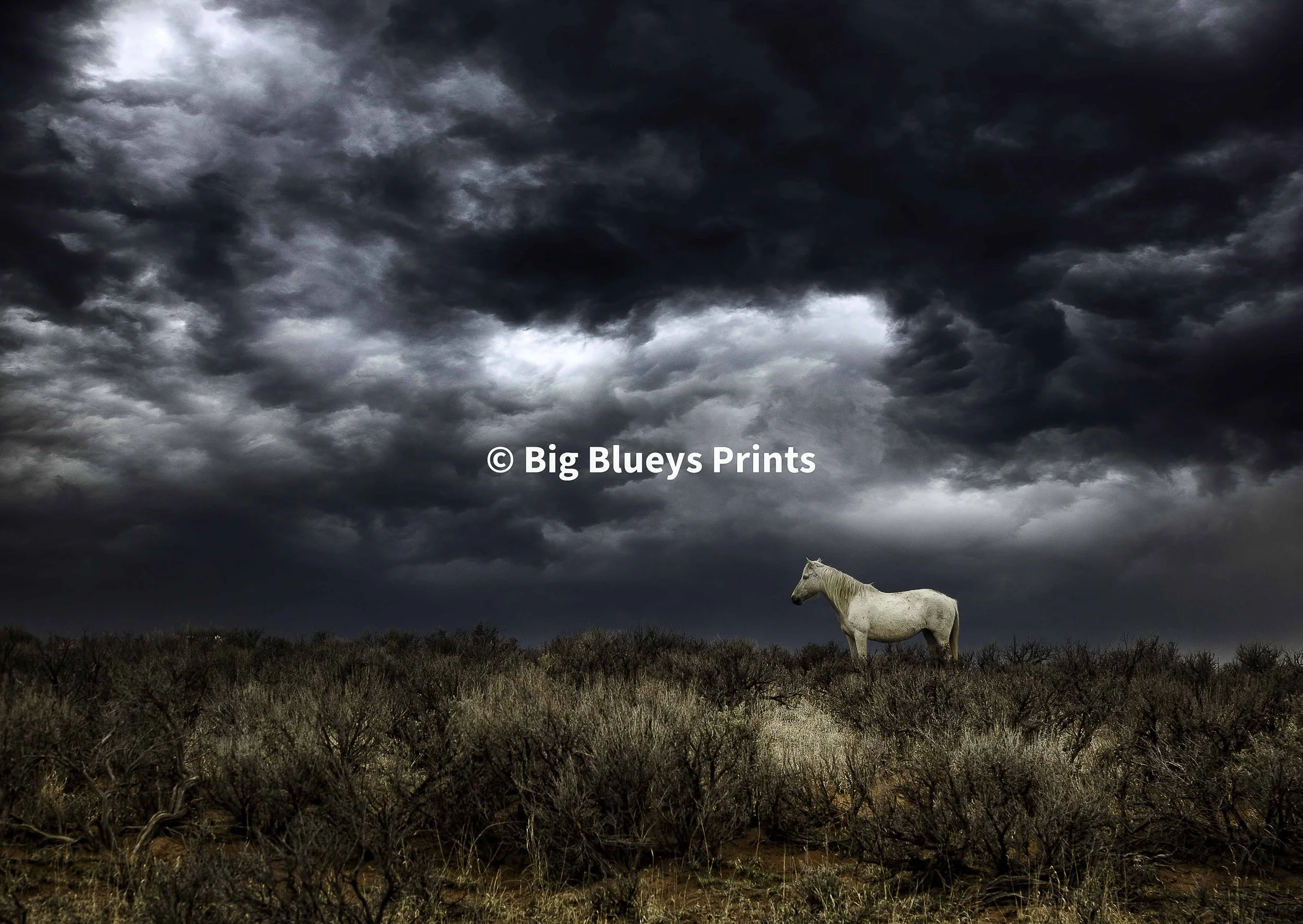 White Horse, the pure white stallion stands tall against the ominous storm cloud, a powerful symbol of confronting dark times alone. Bold and Emotive Fine Art Prints Framed and Delivered NZ wide.