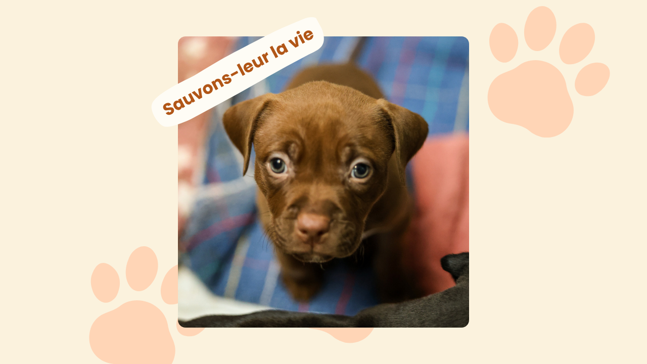 Les petits nouveaux chiens