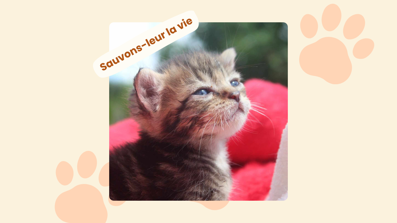 Les petits nouveaux chats