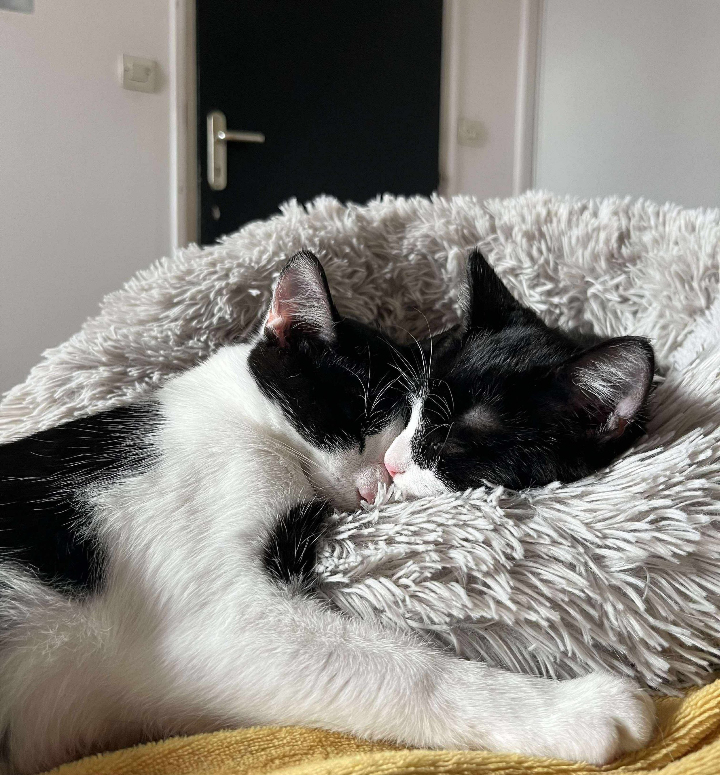 Pantara &amp; Antaris