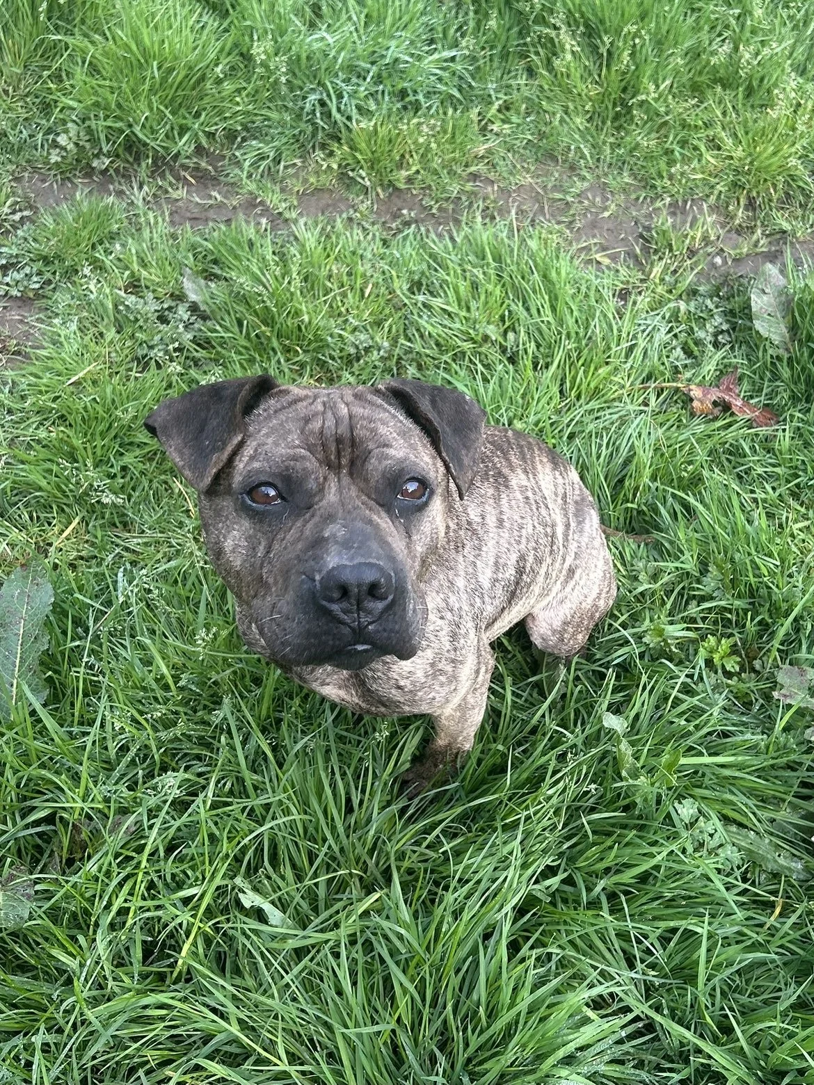 Kaizer