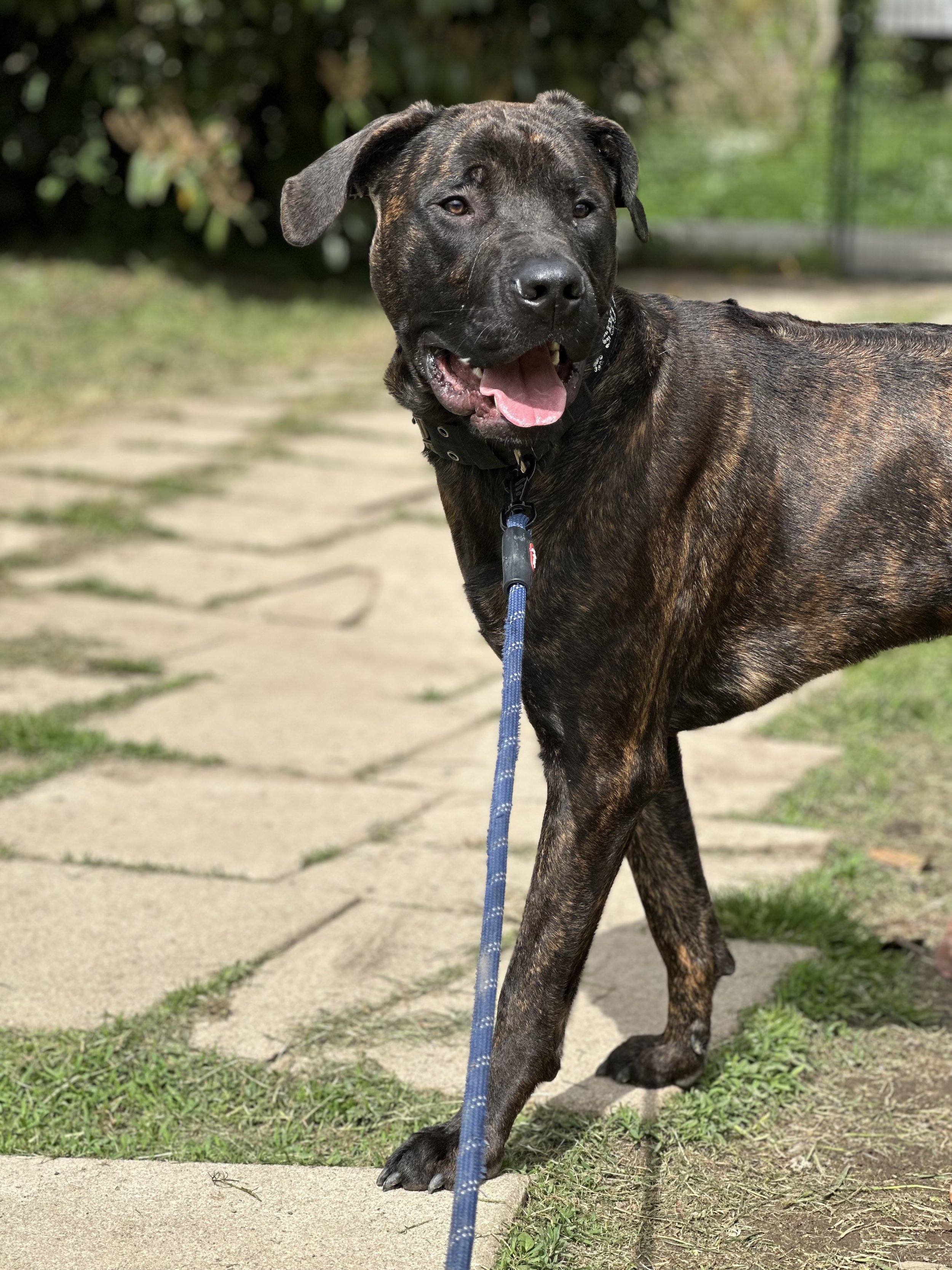 Merlin 