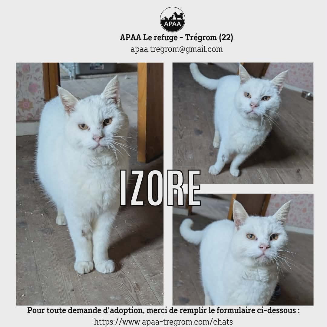 Izore