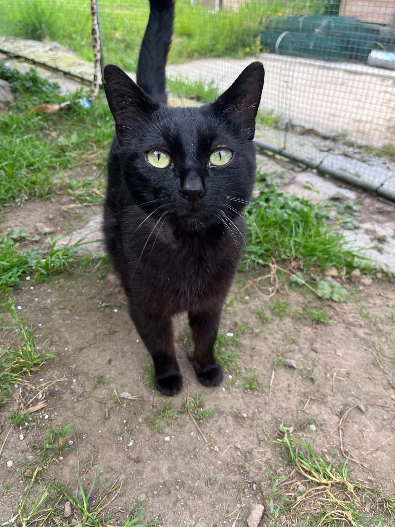 Ozzy