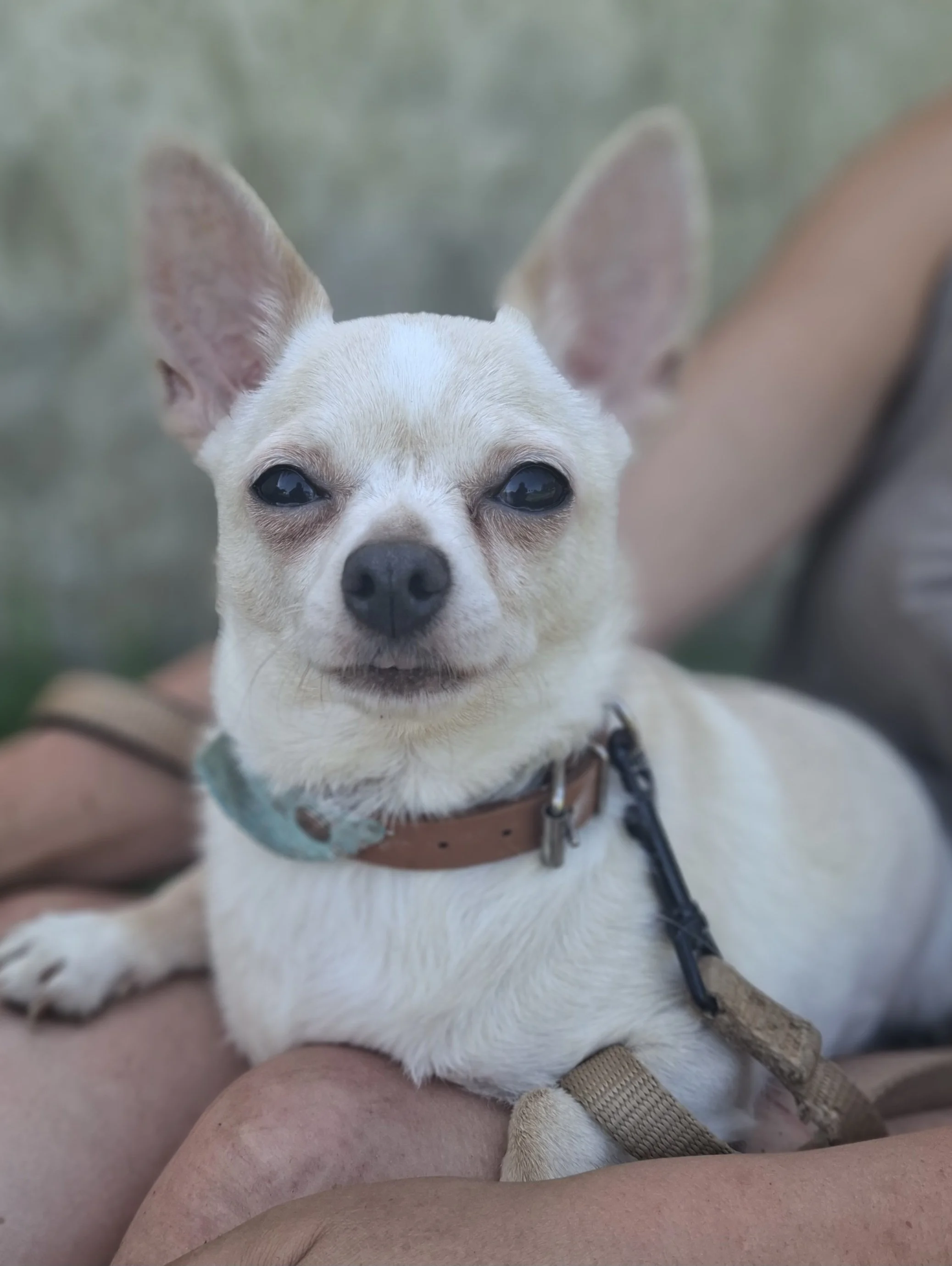 Lola 