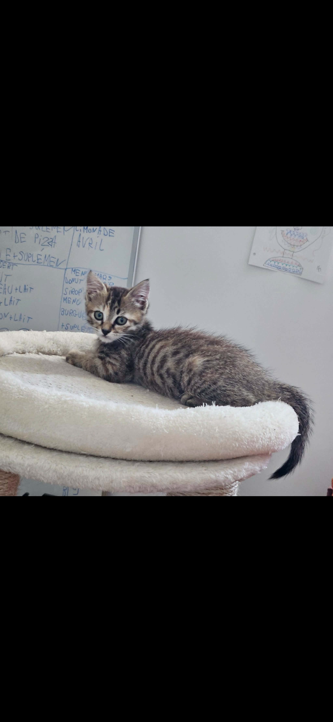 Tora
