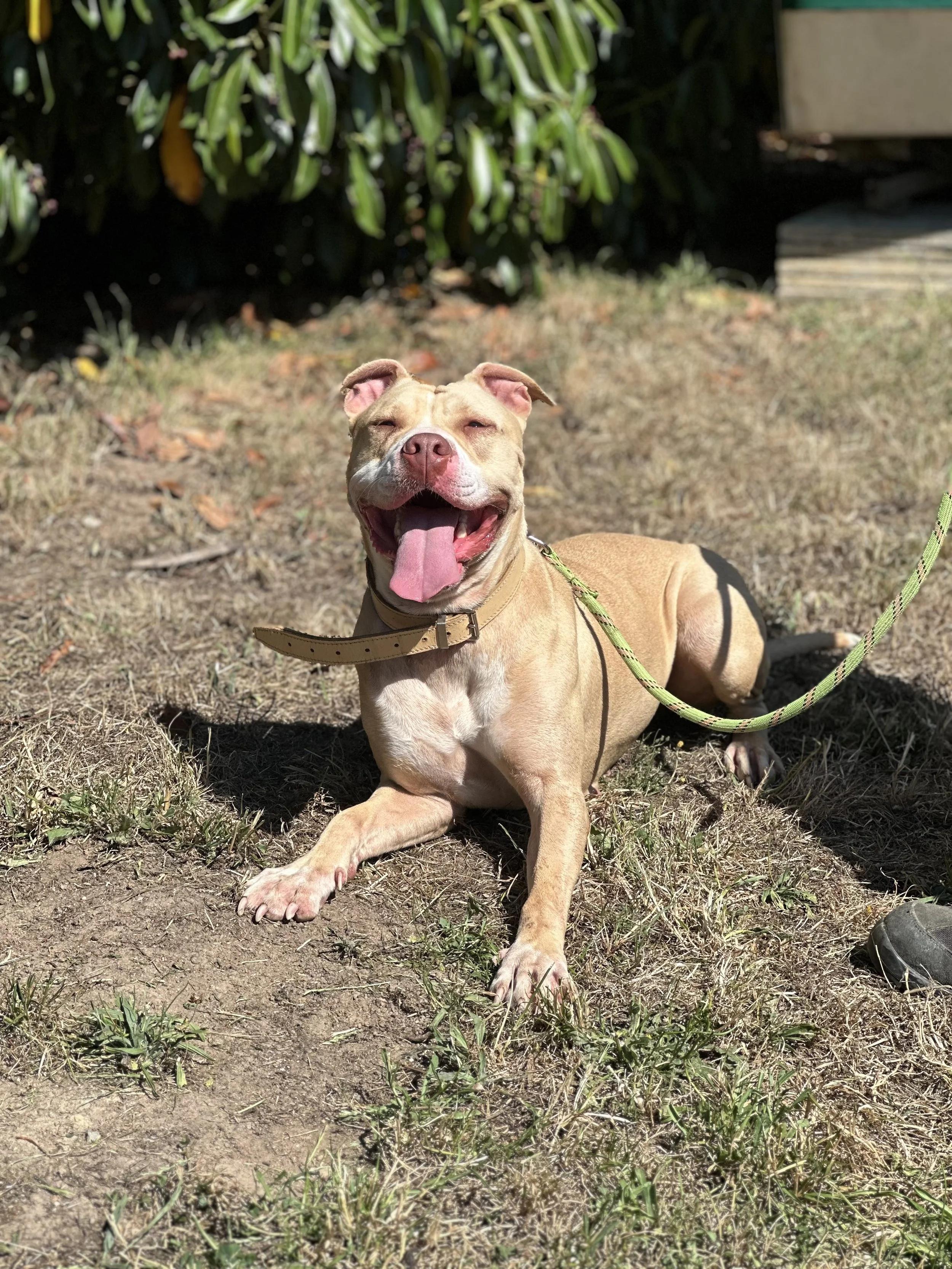 Nala 