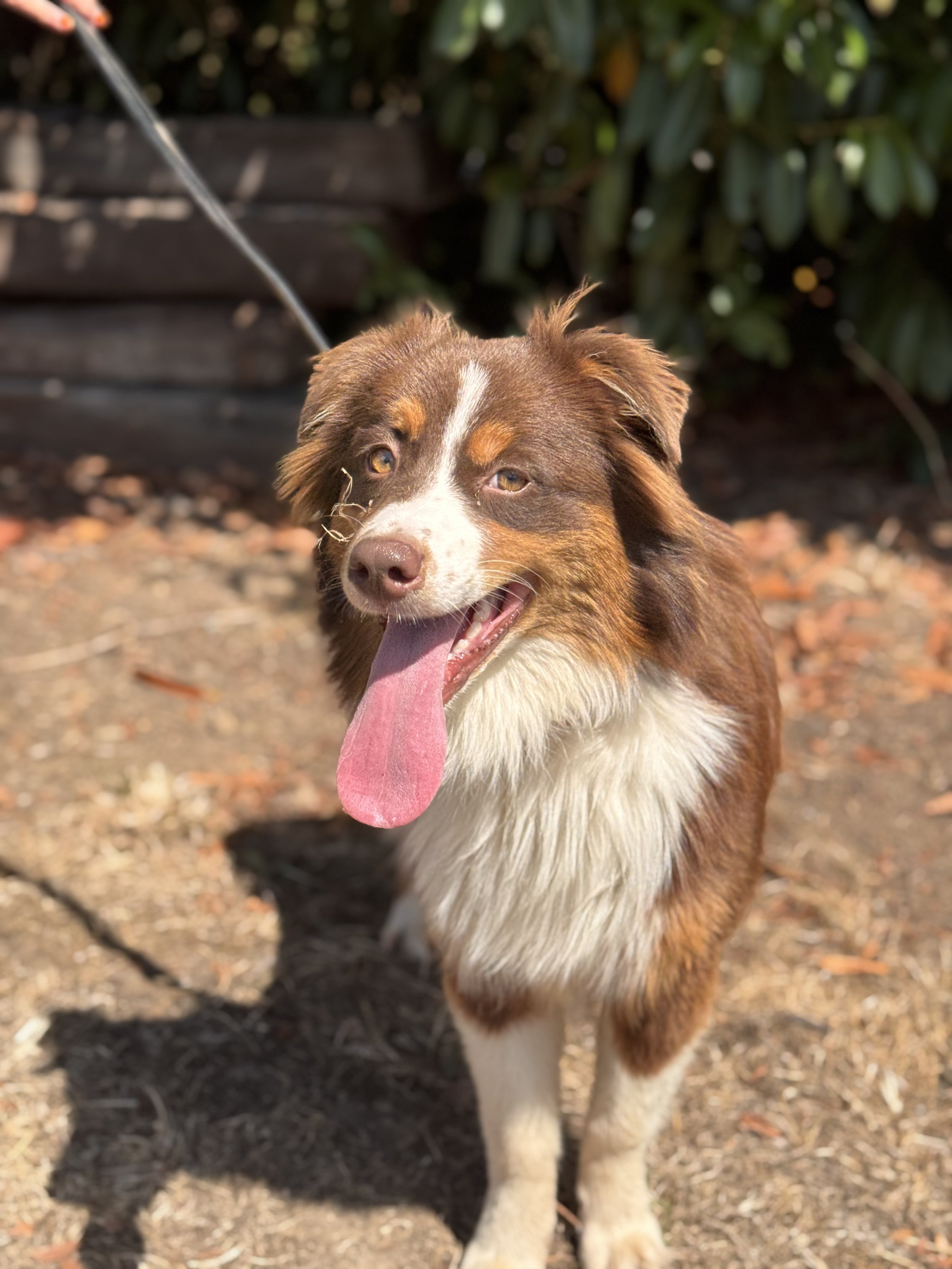 Lulu