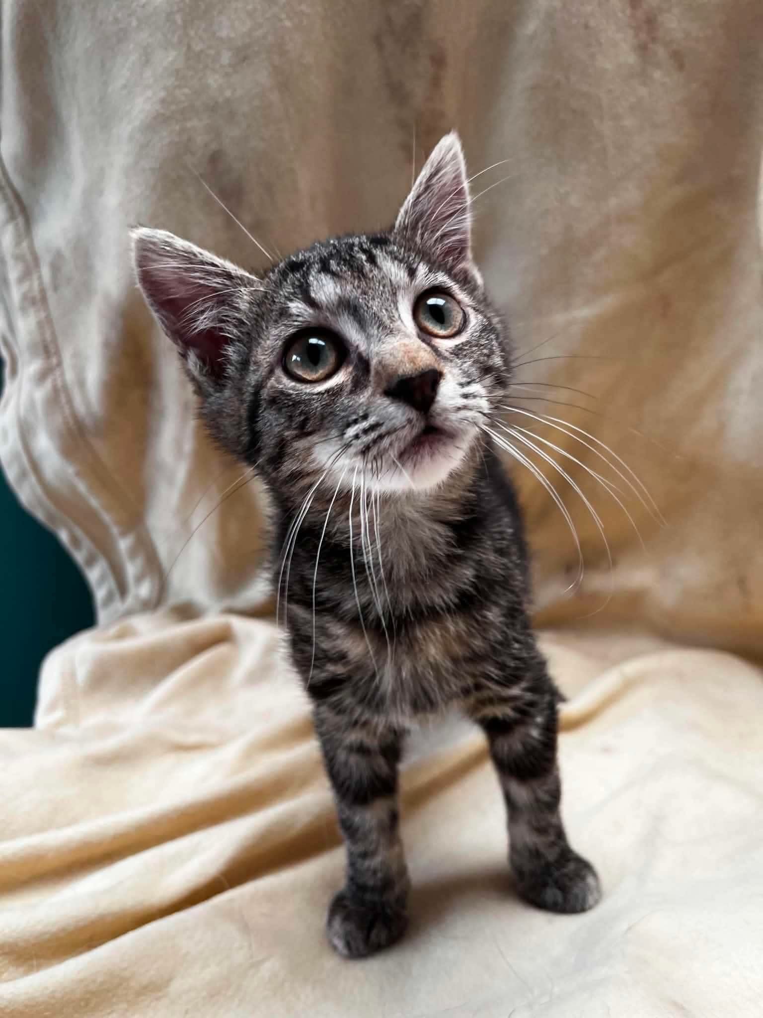 Bella