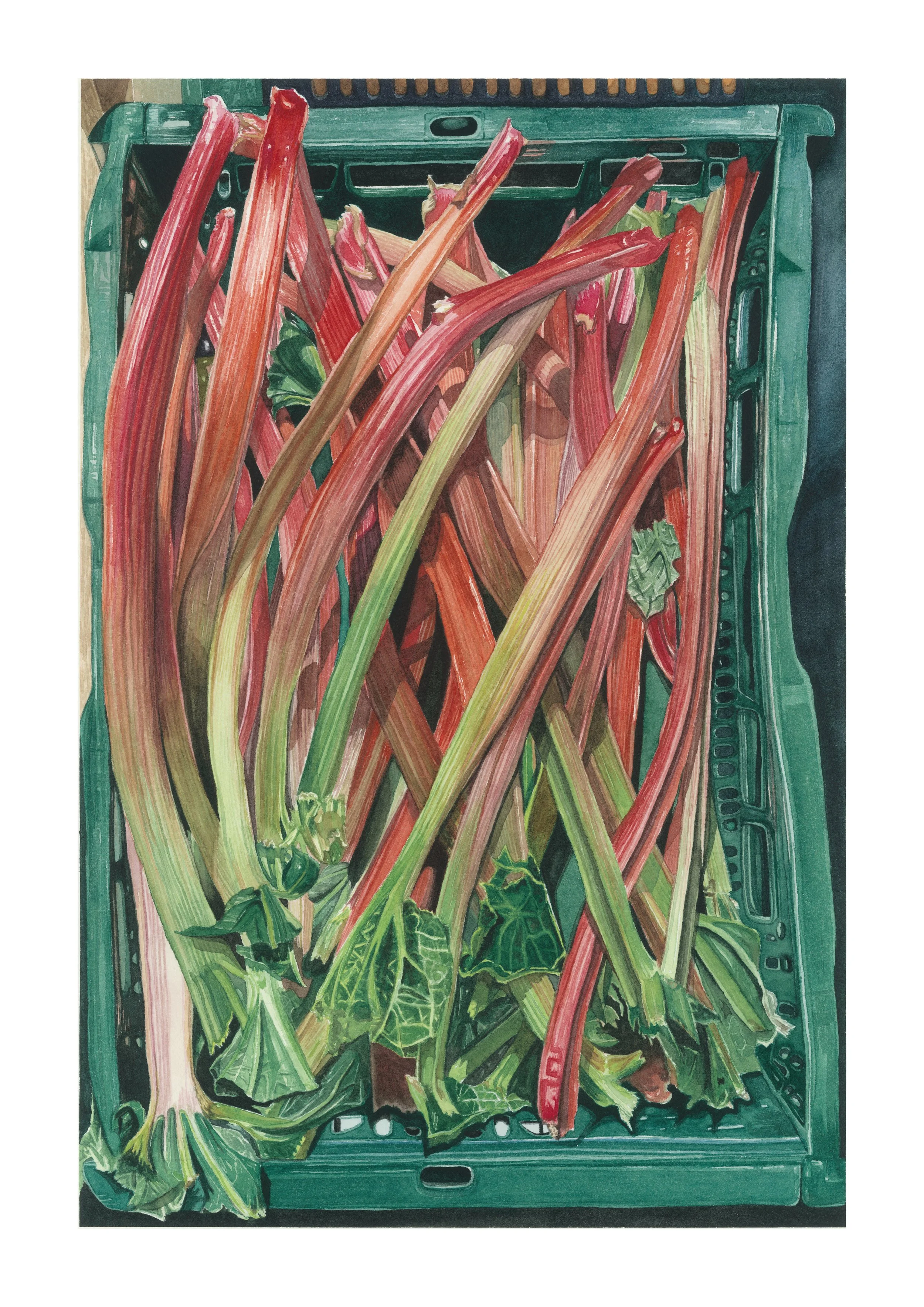 𝘗𝘦𝘵𝘪𝘰𝘭𝘦𝘴, 2026, watercolour on 300 gsm cold pressed paper, 42 x 29.7 cm.