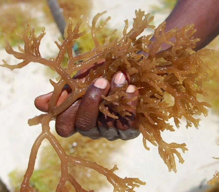 Rich toned hands grasping brown algae sea moss