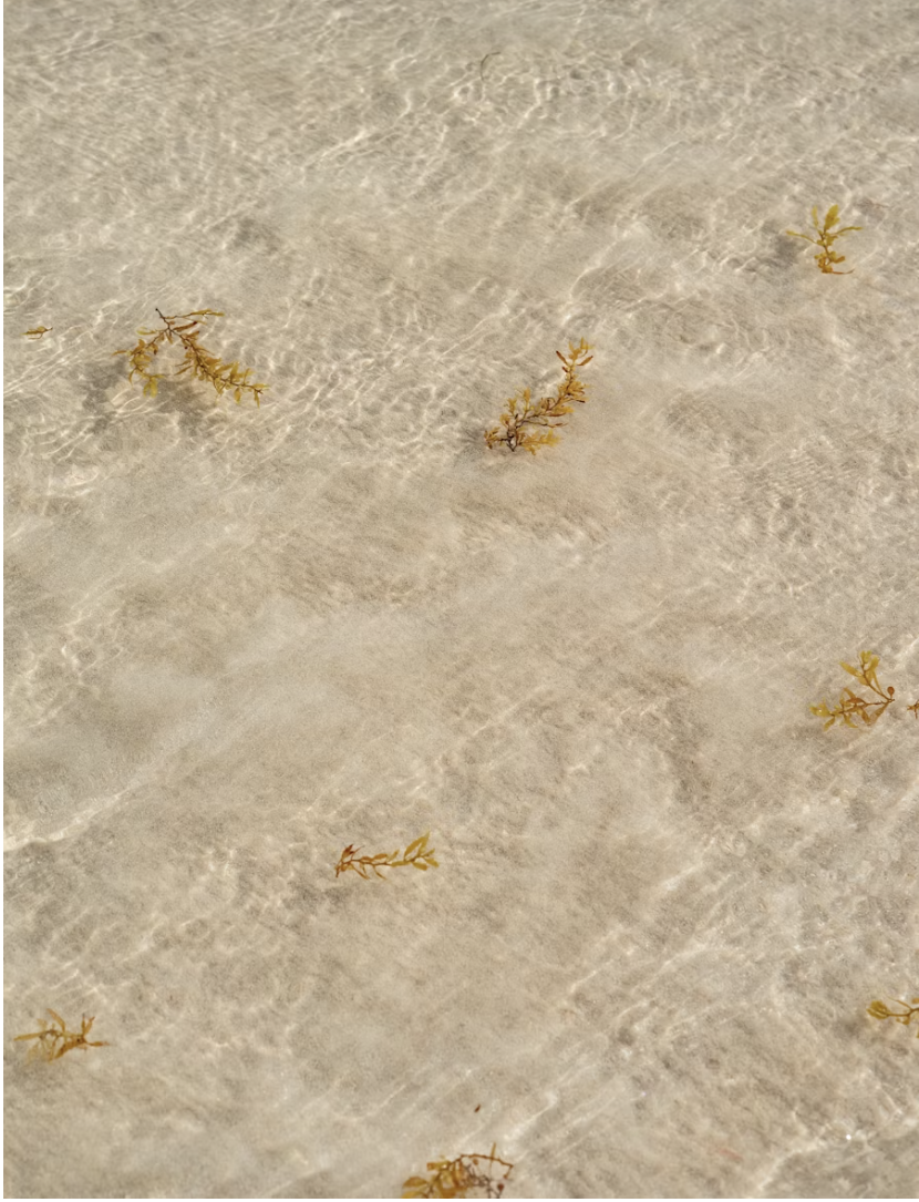Why Sea Moss? The Benefits and Its Use for Oshun Skin