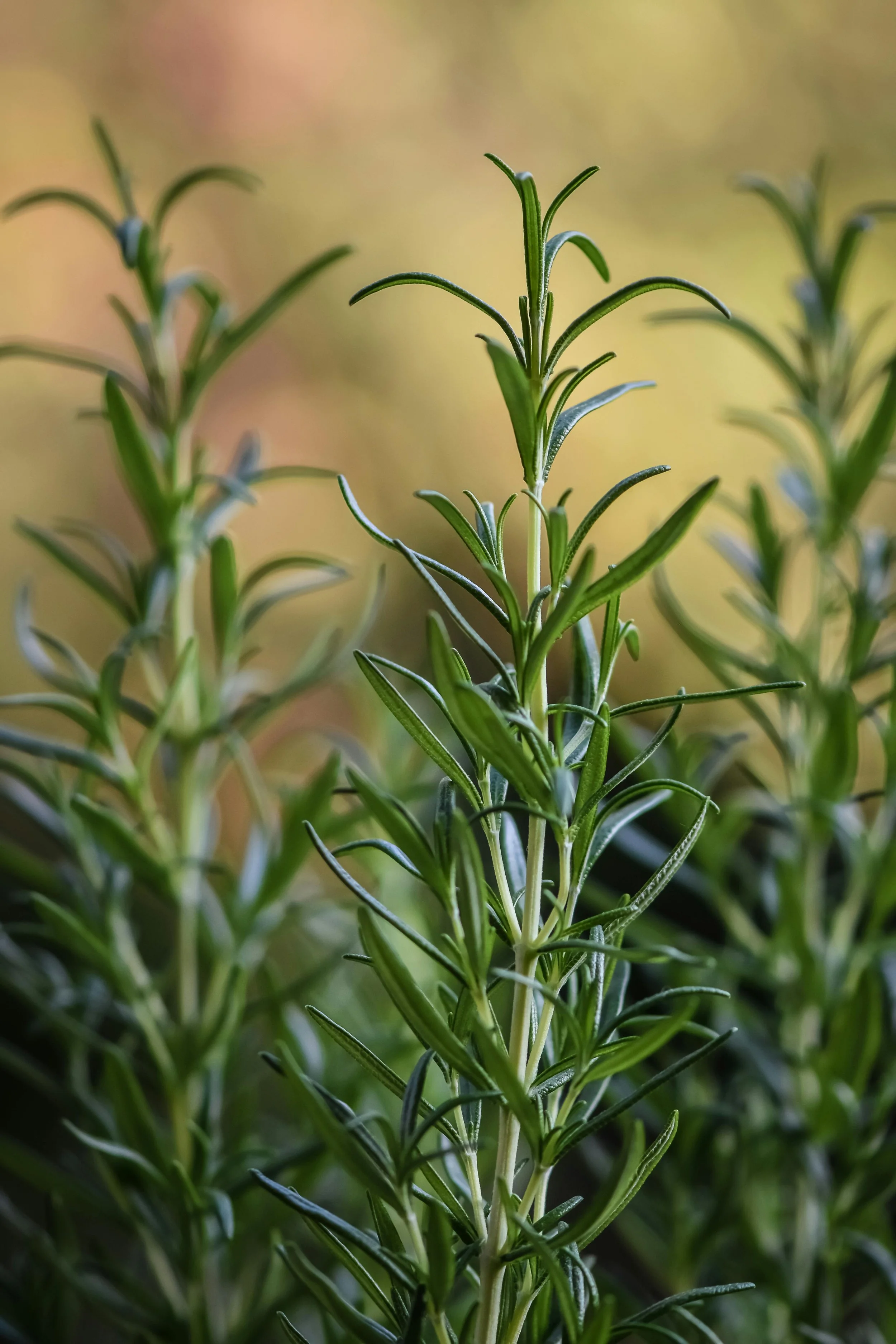 Rosemary Essential Oil
