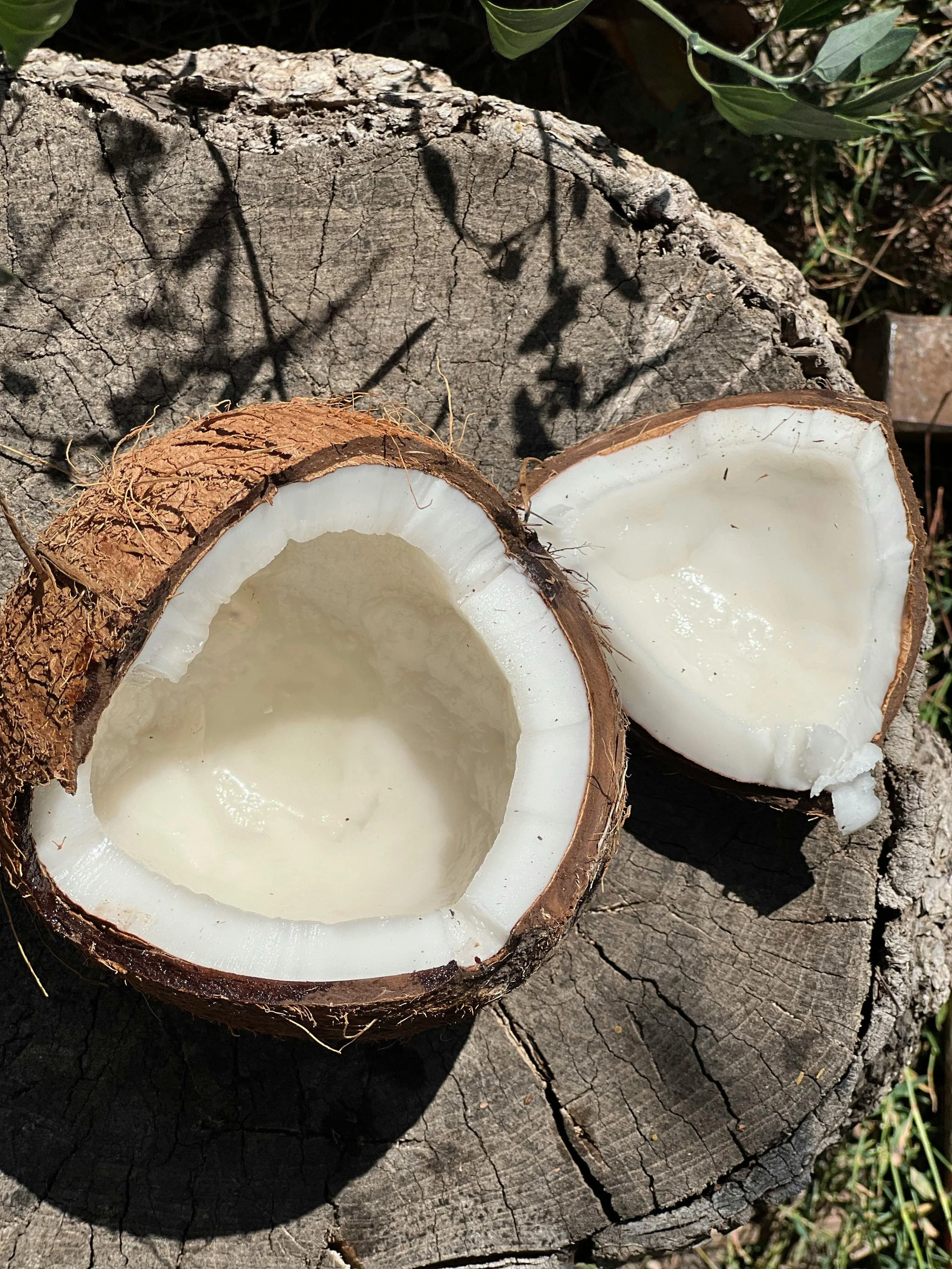 Coconut Oil