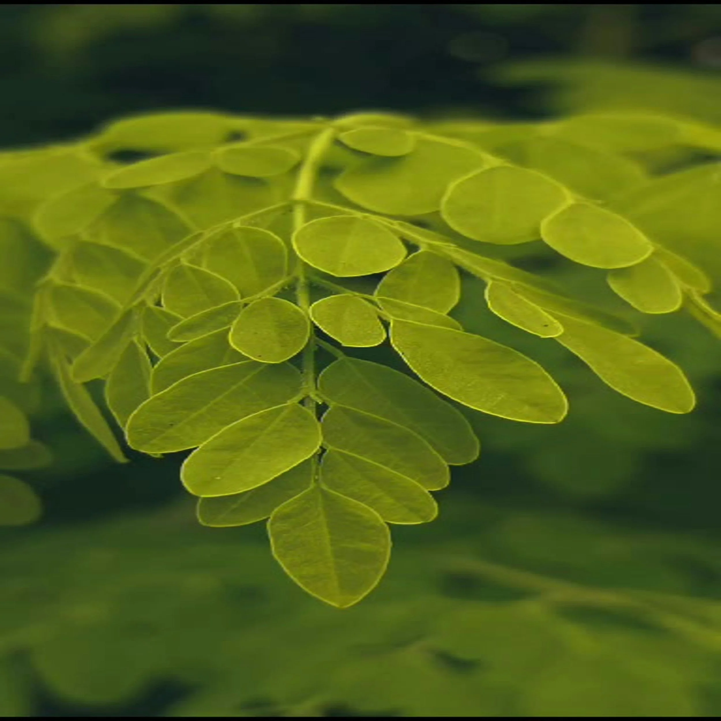 Moringa For Skin: The complete guide