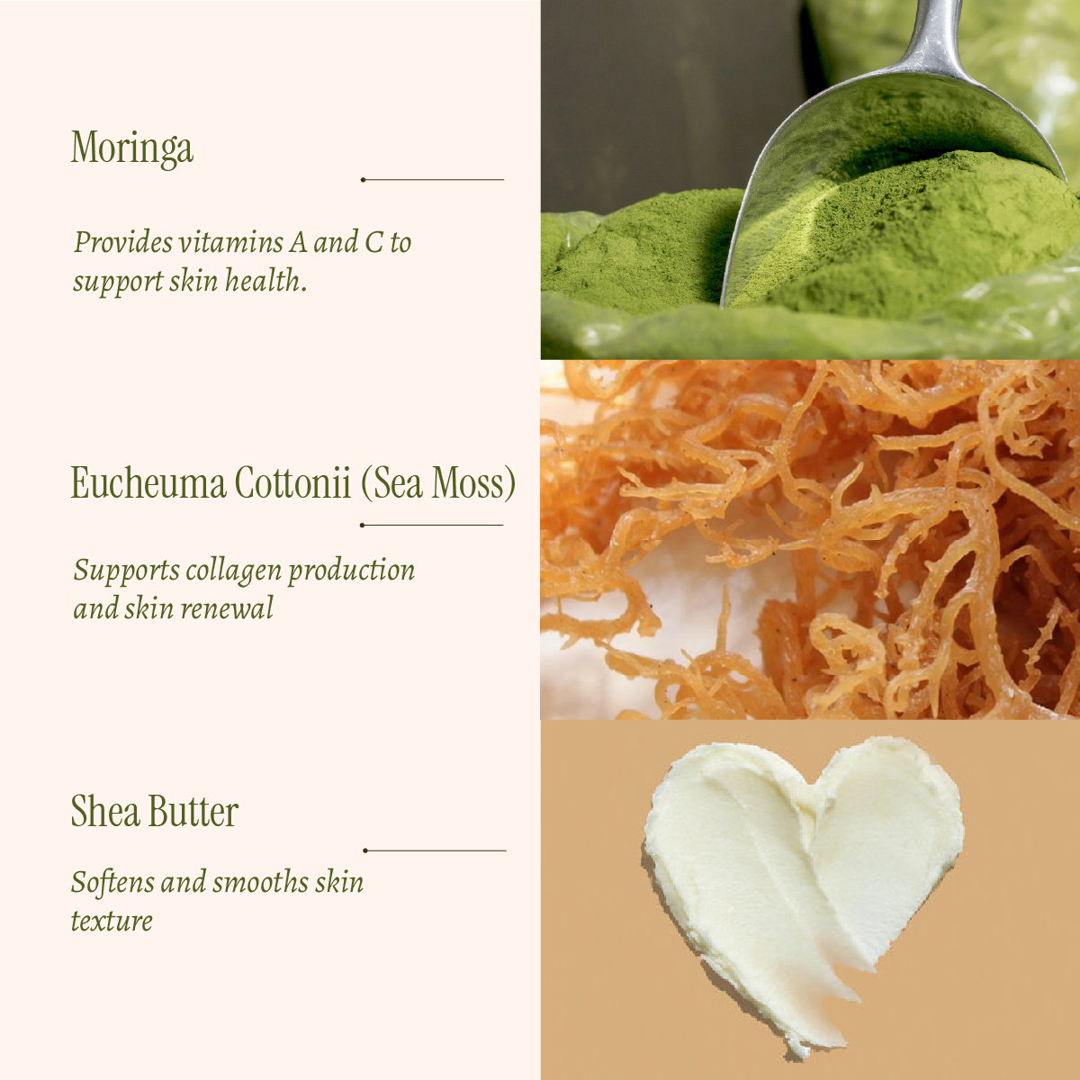 Info Branded Product Photography,moringa-14.png