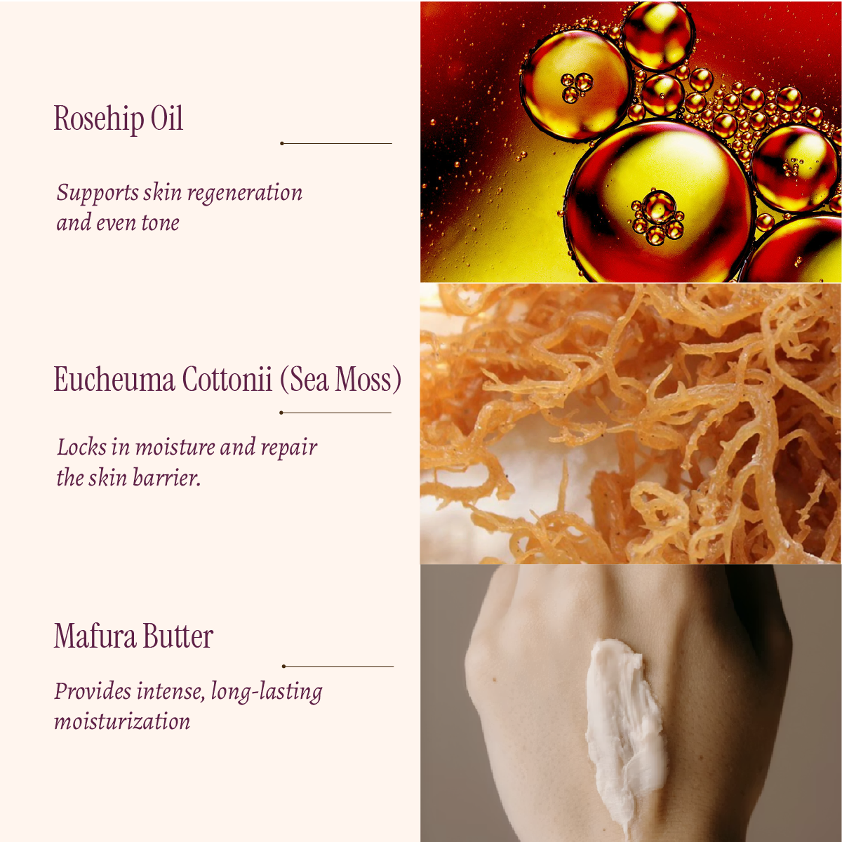 Infographic of ingredients for Rosehip Oil supports skin regeneration, Eucheuma Cottonii(Sea Moss) locks in moisture, Mafura Butter provides intense, long lasting moisturization