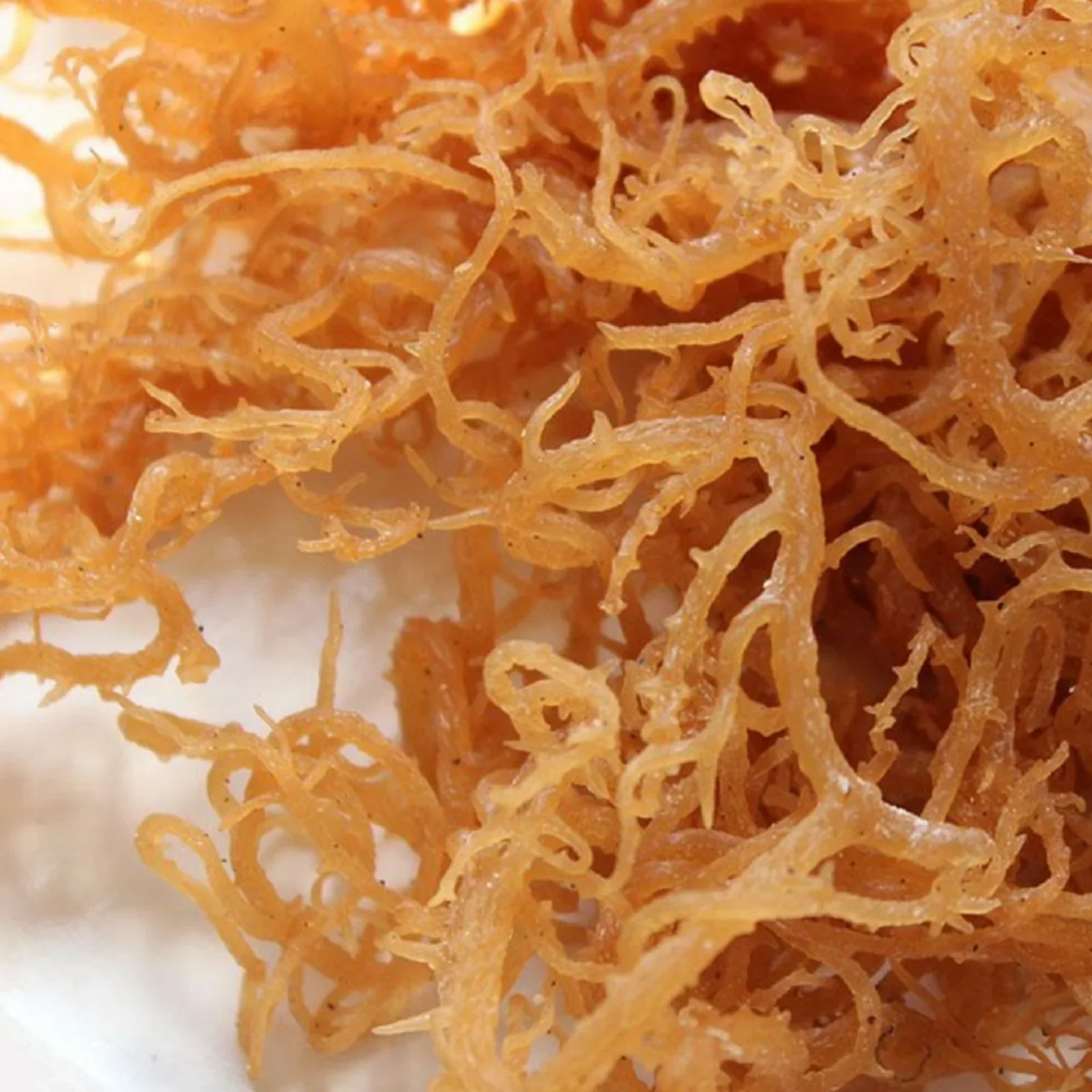 up close shot of wildcrafted sea moss