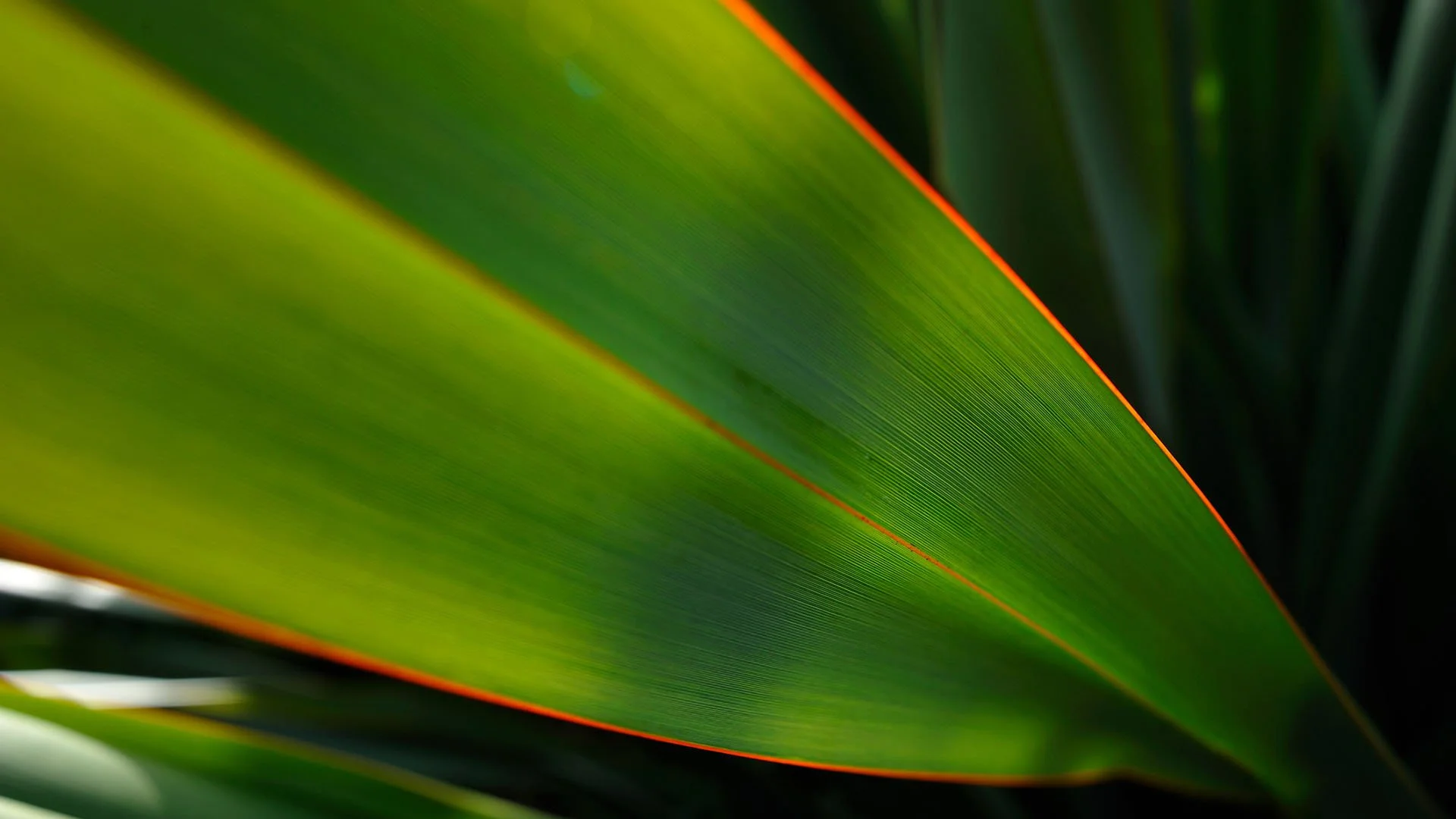 Close-up of a green New Zealand flax leaf with an orange border, showing detailed veins and texture. Harakeke represents the idea of generations, with the youngest shoots protected by the older outer leaves.