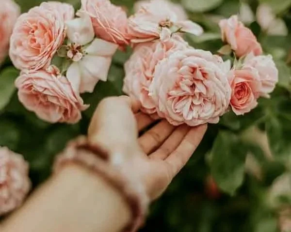 Prem Rouge: Love, layered.