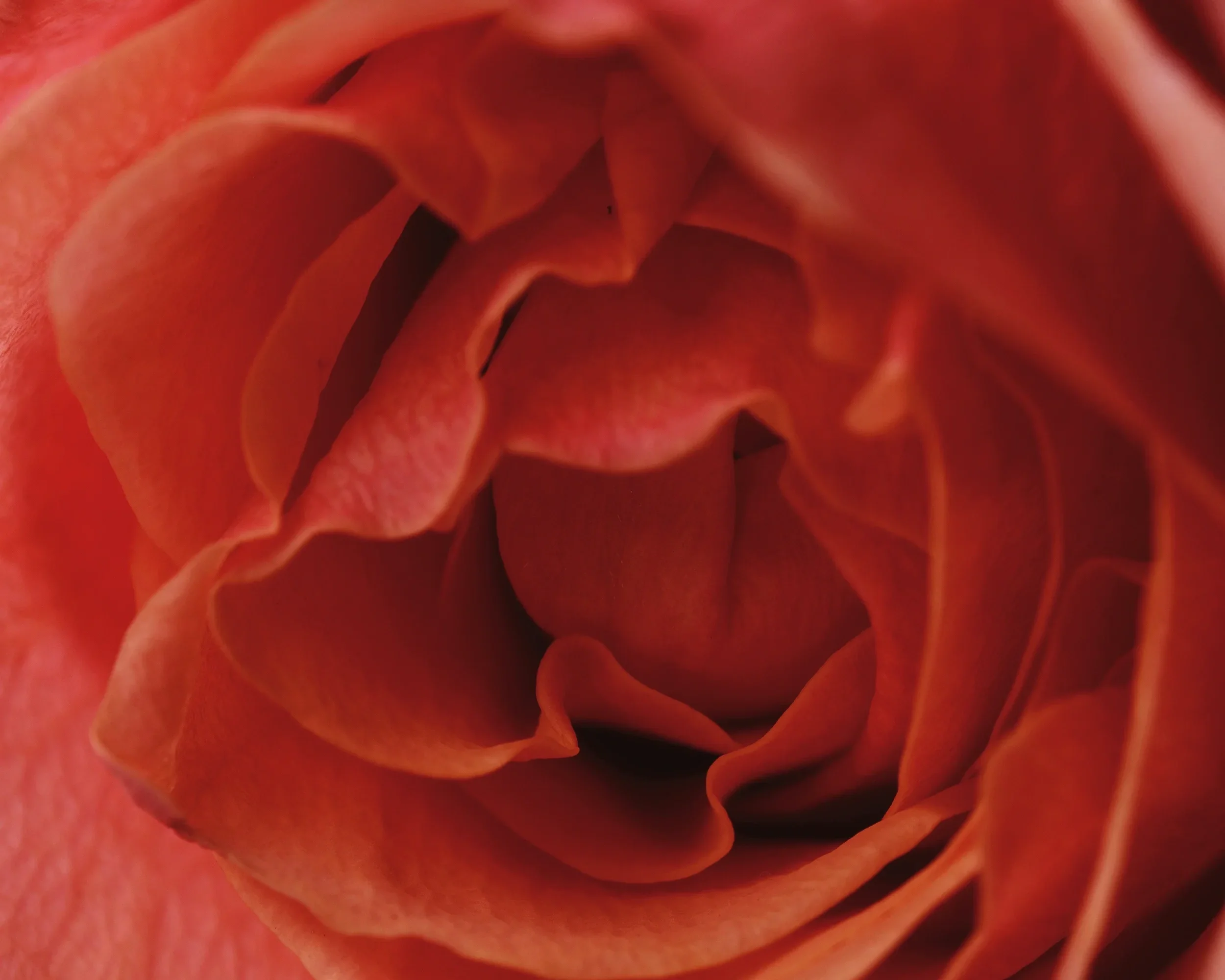 Prem Rouge: Love, layered.