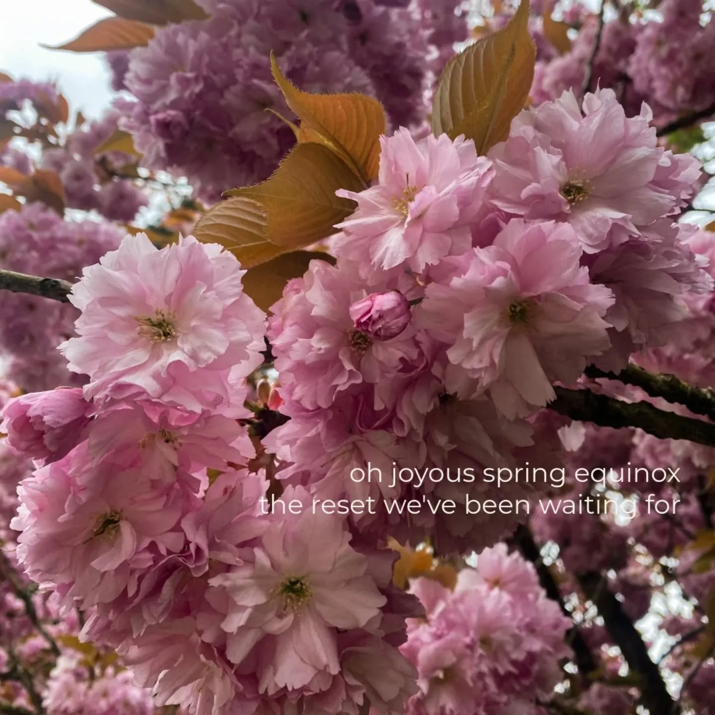 today marks the spring equinox 🌸 
here are some of my favorite moments of spring
what are yours? 

#springequinox #slowliving #seasonalliving #springmoments #louliving
