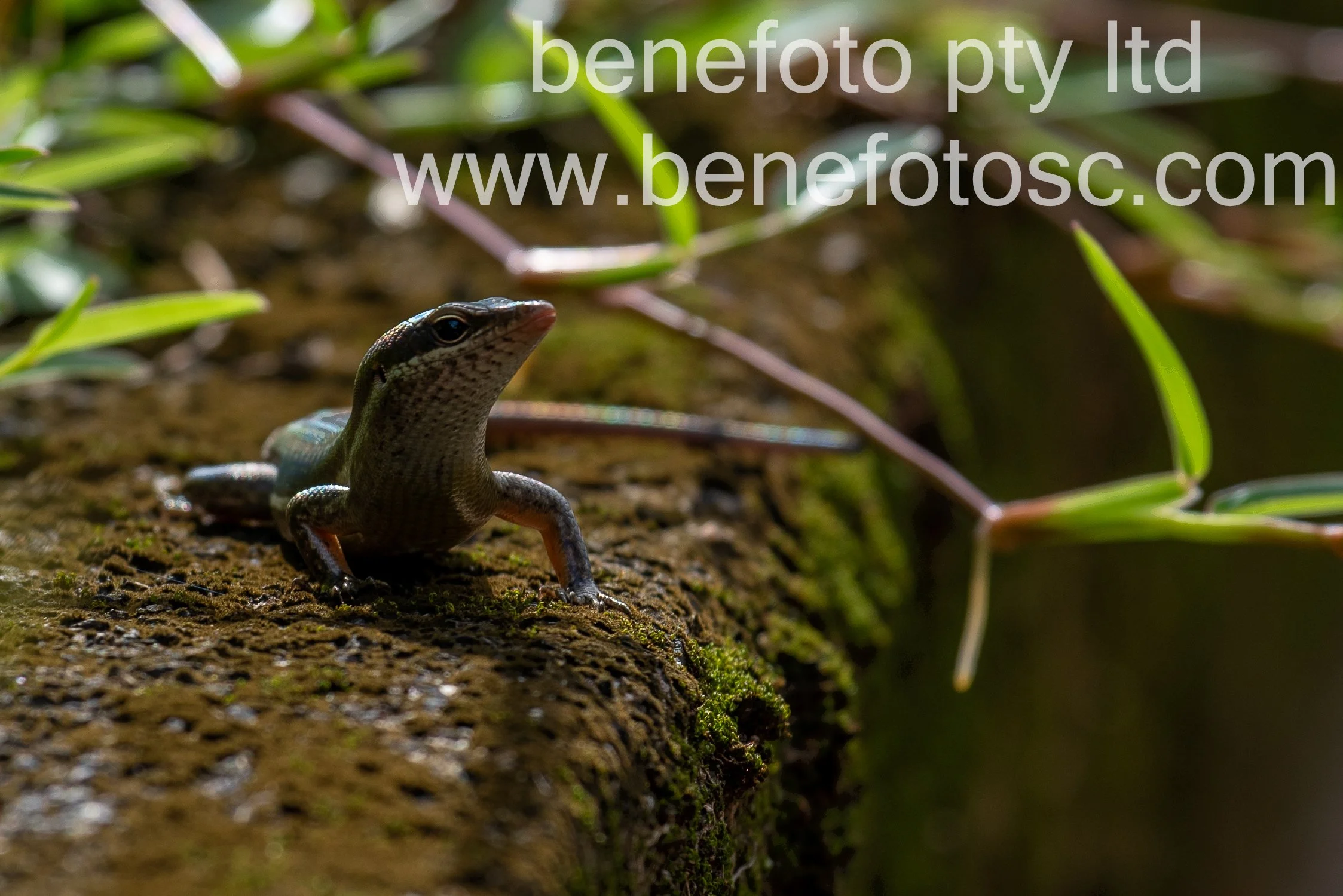 danbernard290126-4.jpg