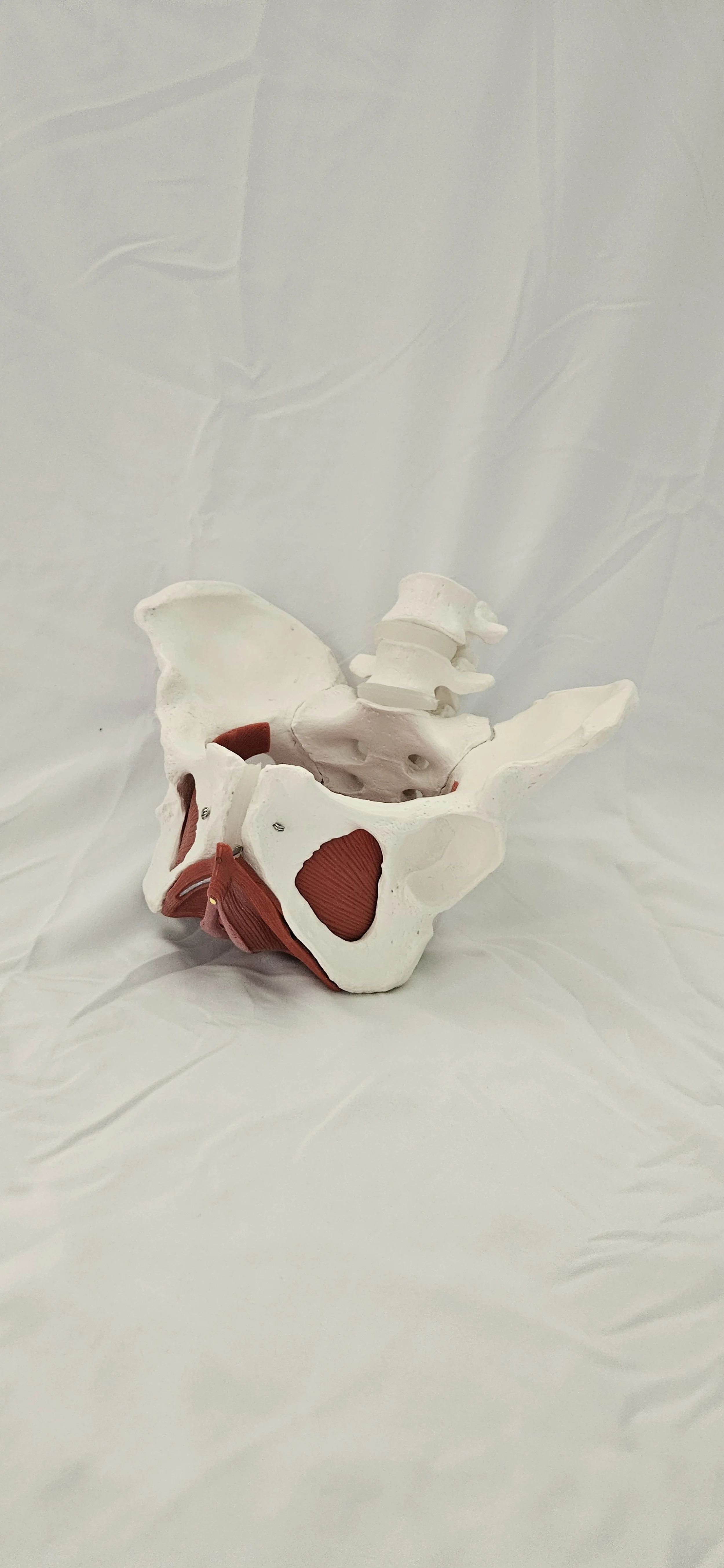 What is Pelvic Floor Physical Therapy? How it Helps and What to Expect.
