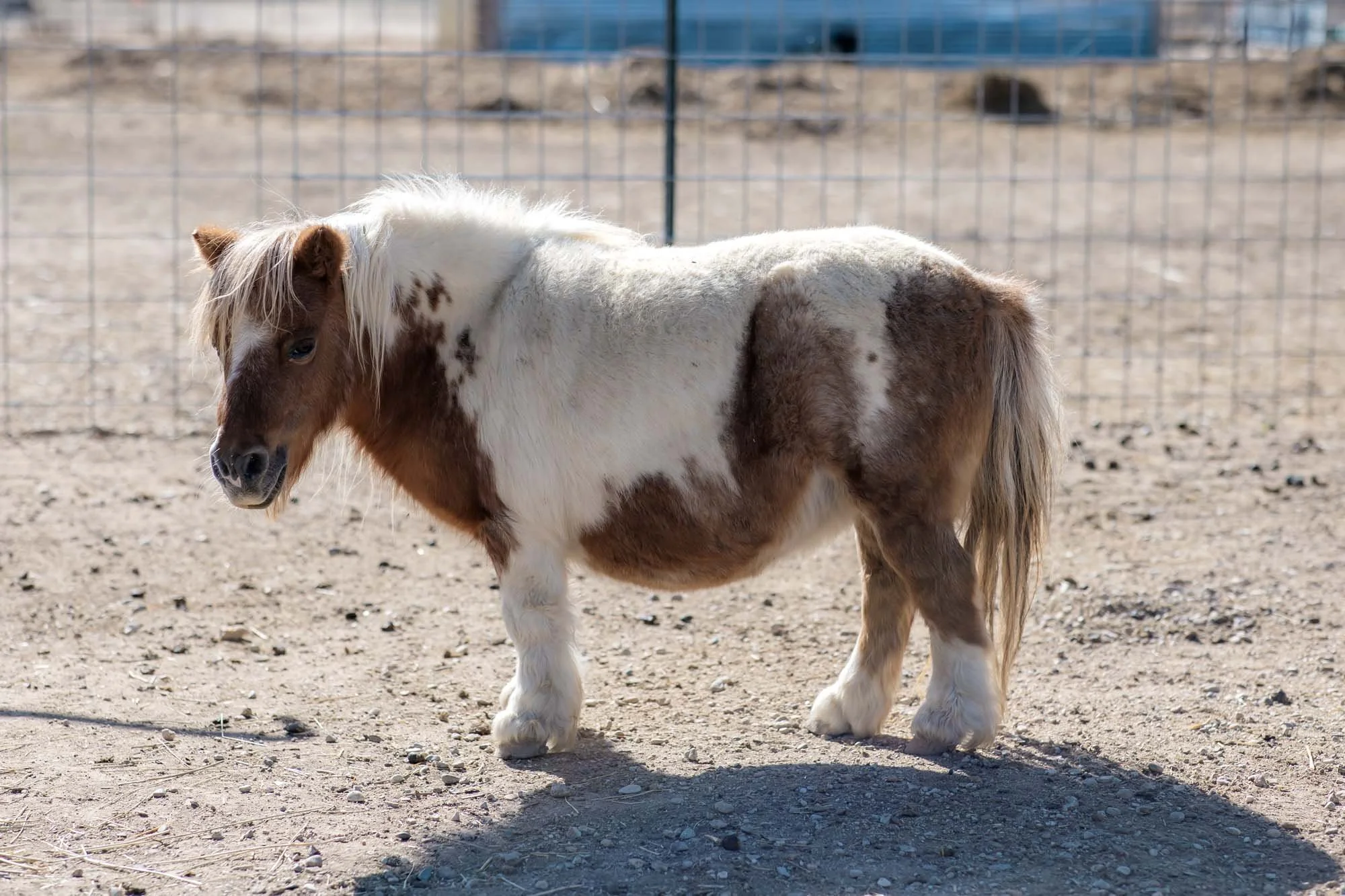 Lady Gaga _ DominiFarms64.jpg