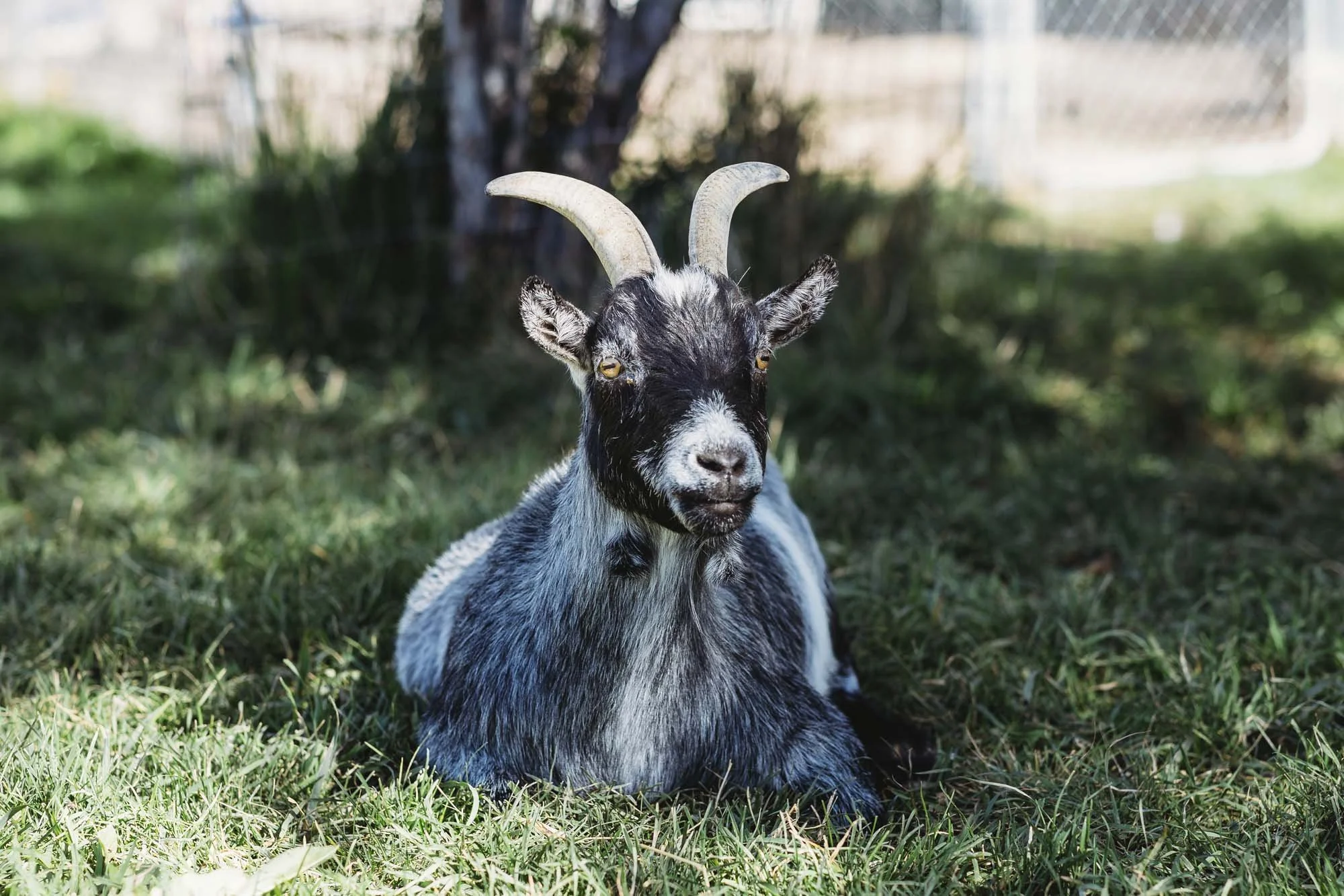 hopalong boy _ DominiFarms47.jpg