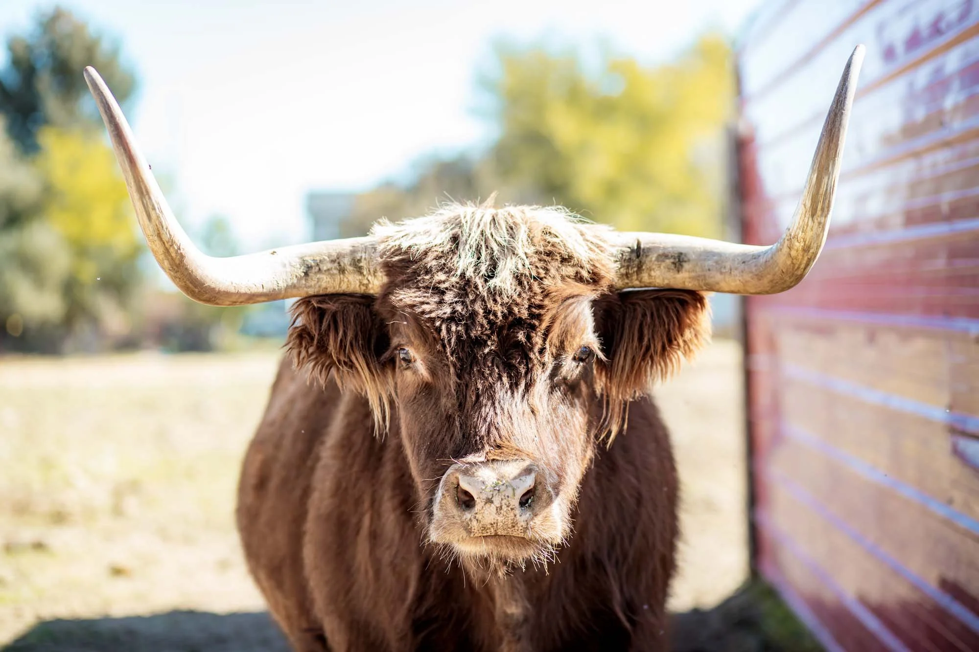 Beau _ DominiFarms128.jpg