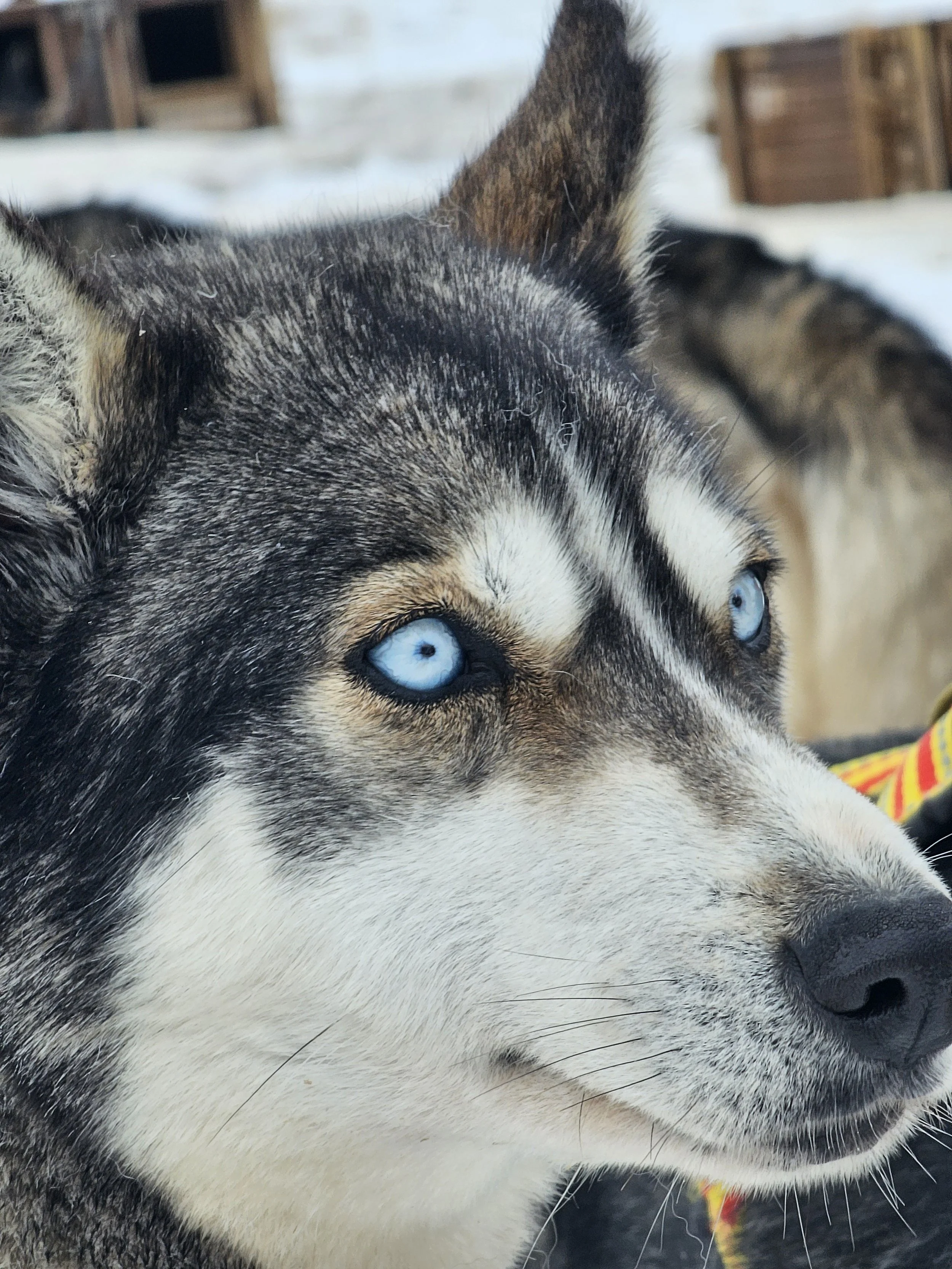 Meet your new playfull friends