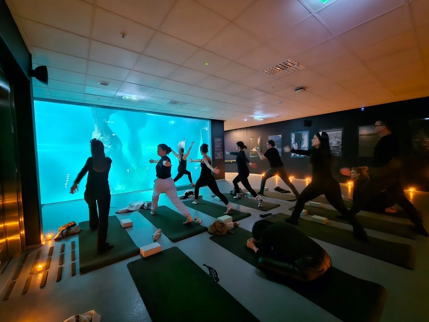 Morning yoga with seals 🧘&zwj;♀️🦭

#tromsolove #tromso #elevatenorway #incentive 
@visittromso @polaria