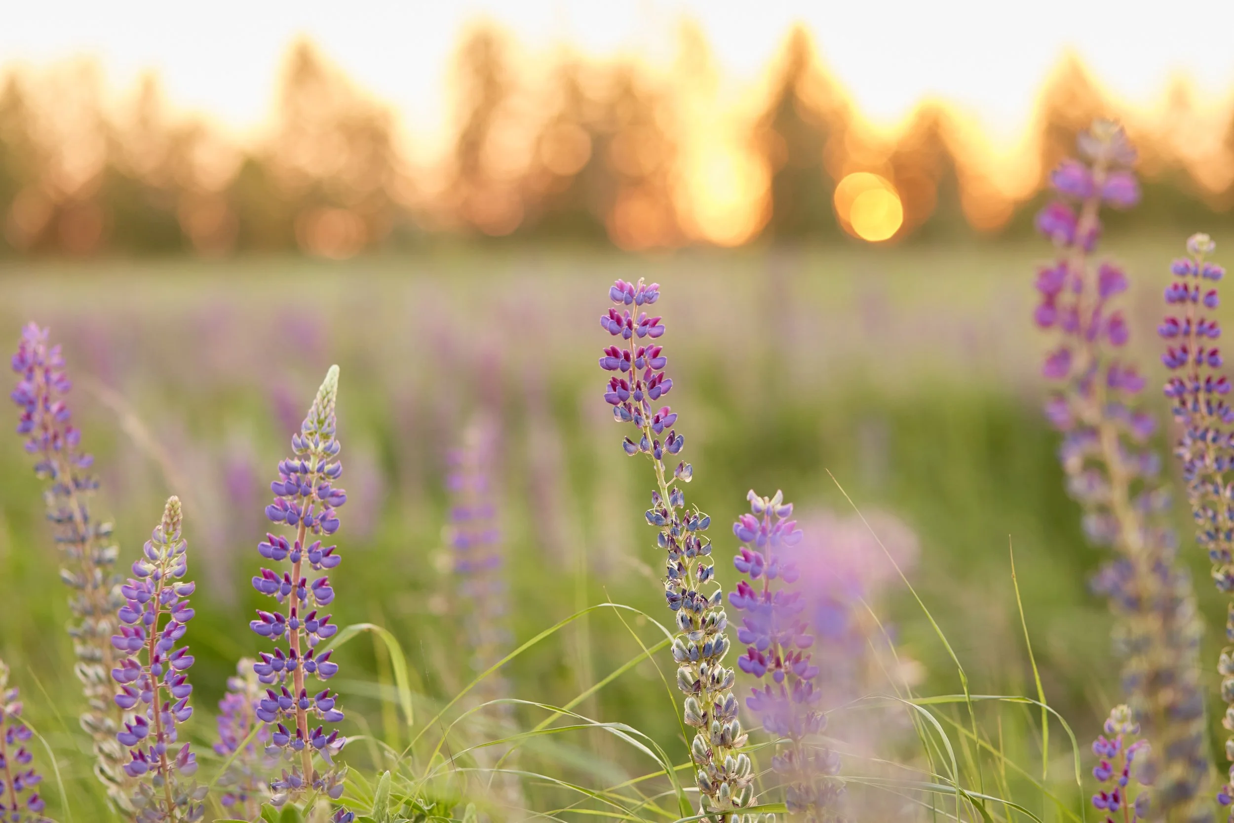 Close-up of purple lupine flowers in a field at sunset with blurred trees and sunlight in the background.