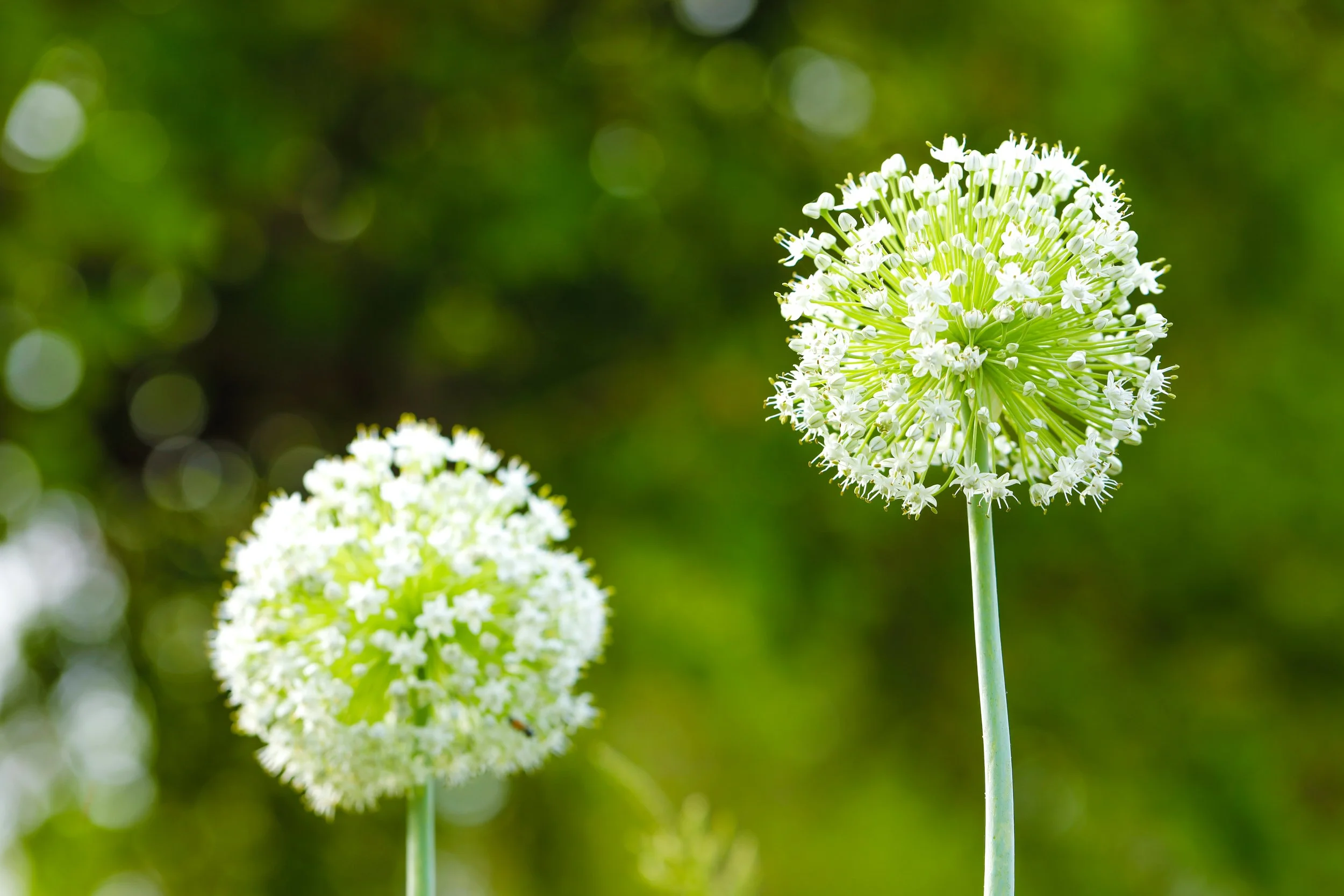 Two white spherical flowering plants with long stems against a green blurred background.