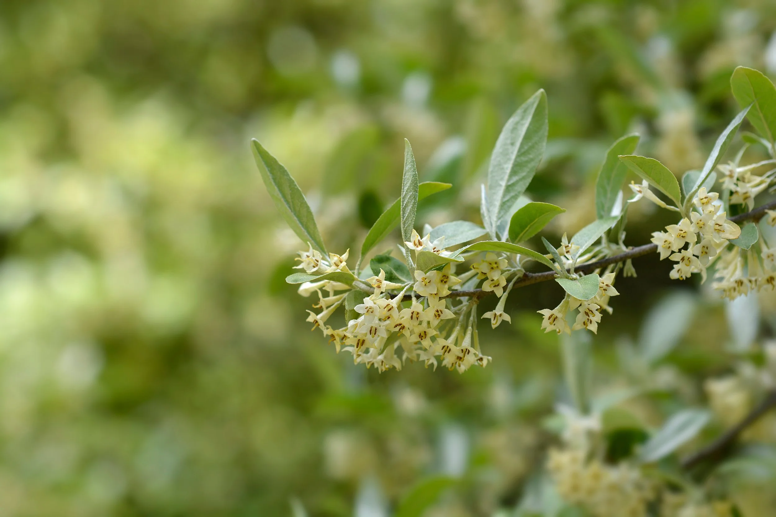 Close-up of a branch with small, pale yellow flowers and elongated green leaves.