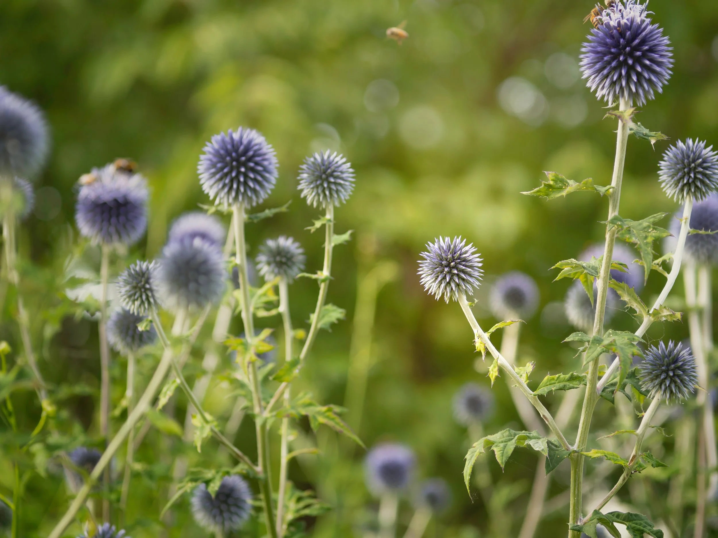 Purple globe thistle flowers in a garden with green background and bee flying nearby.