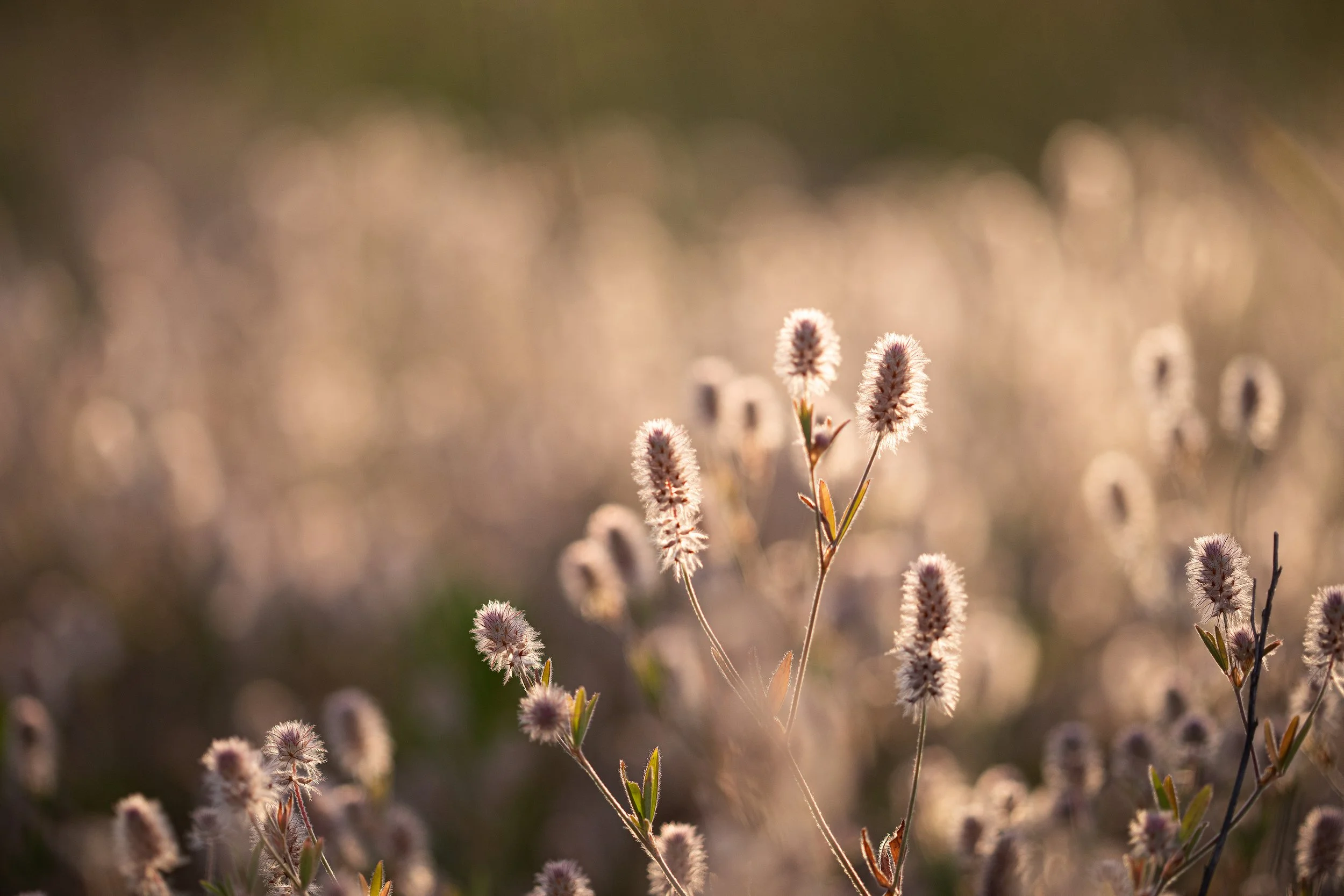 Close-up of fuzzy pink and white wildflowers with blurred background, sunlight shining through.