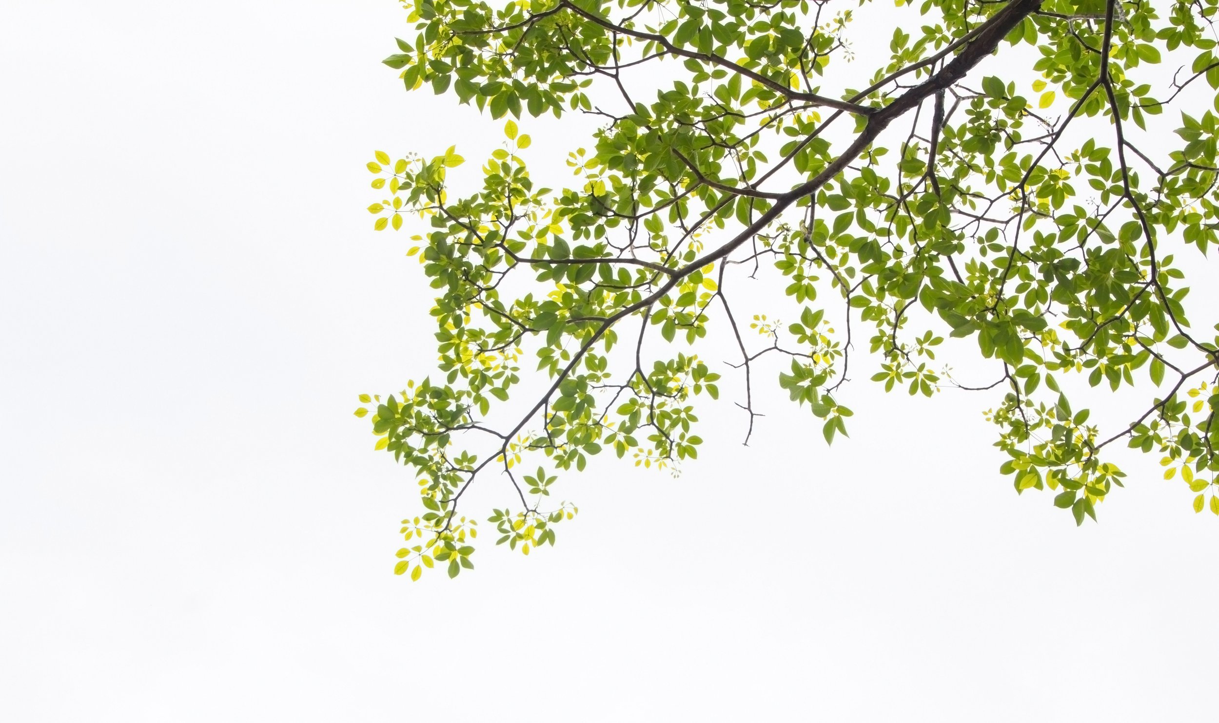 Tree branch with green leaves against a bright sky.