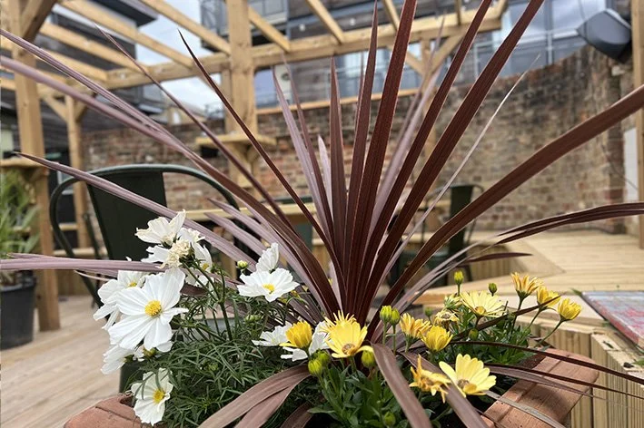 Hert_Plant in garden.jpg