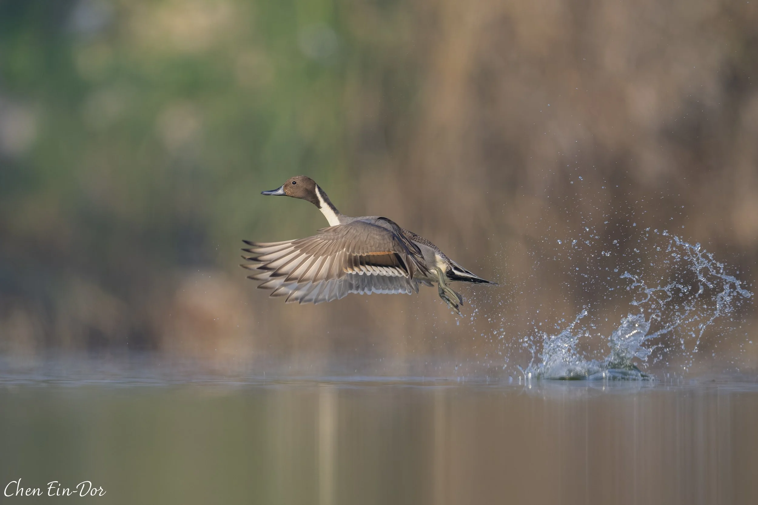 Northern Pintail