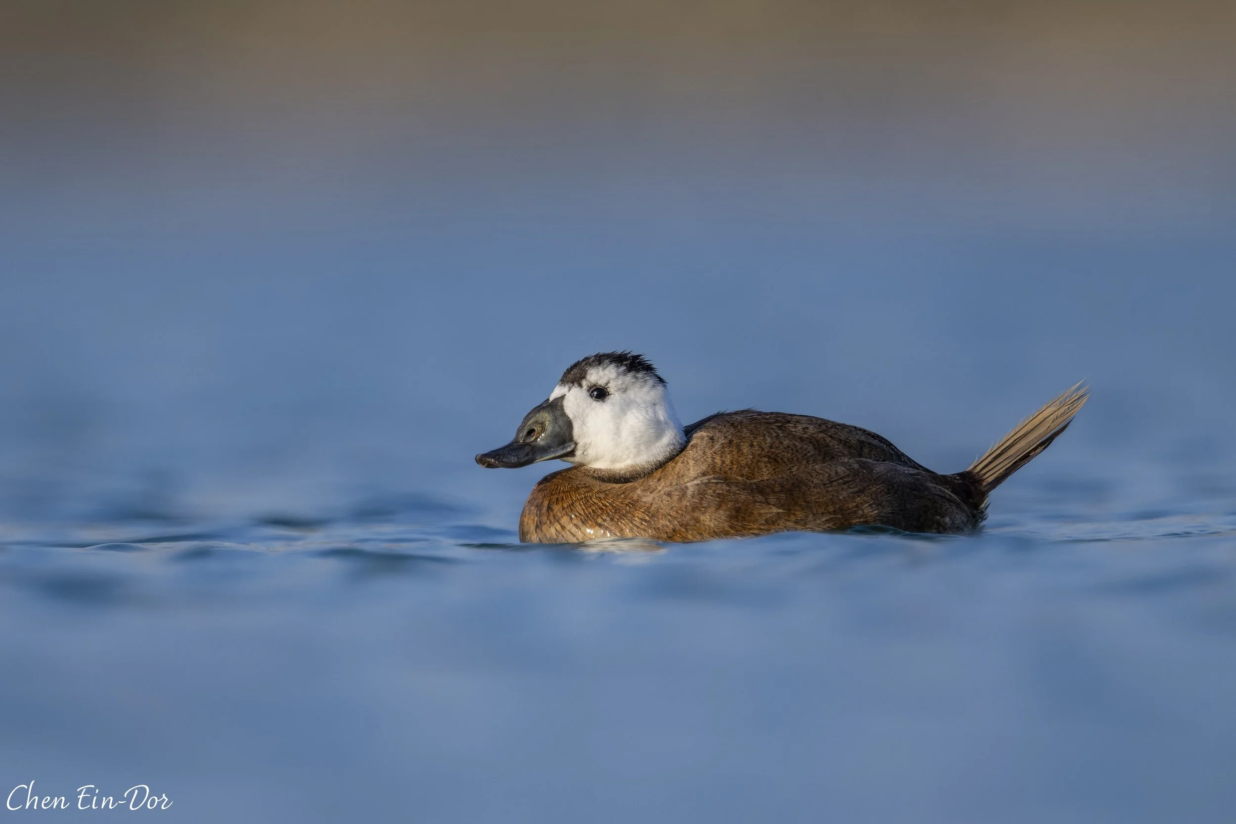 Stiff-tailed Duck