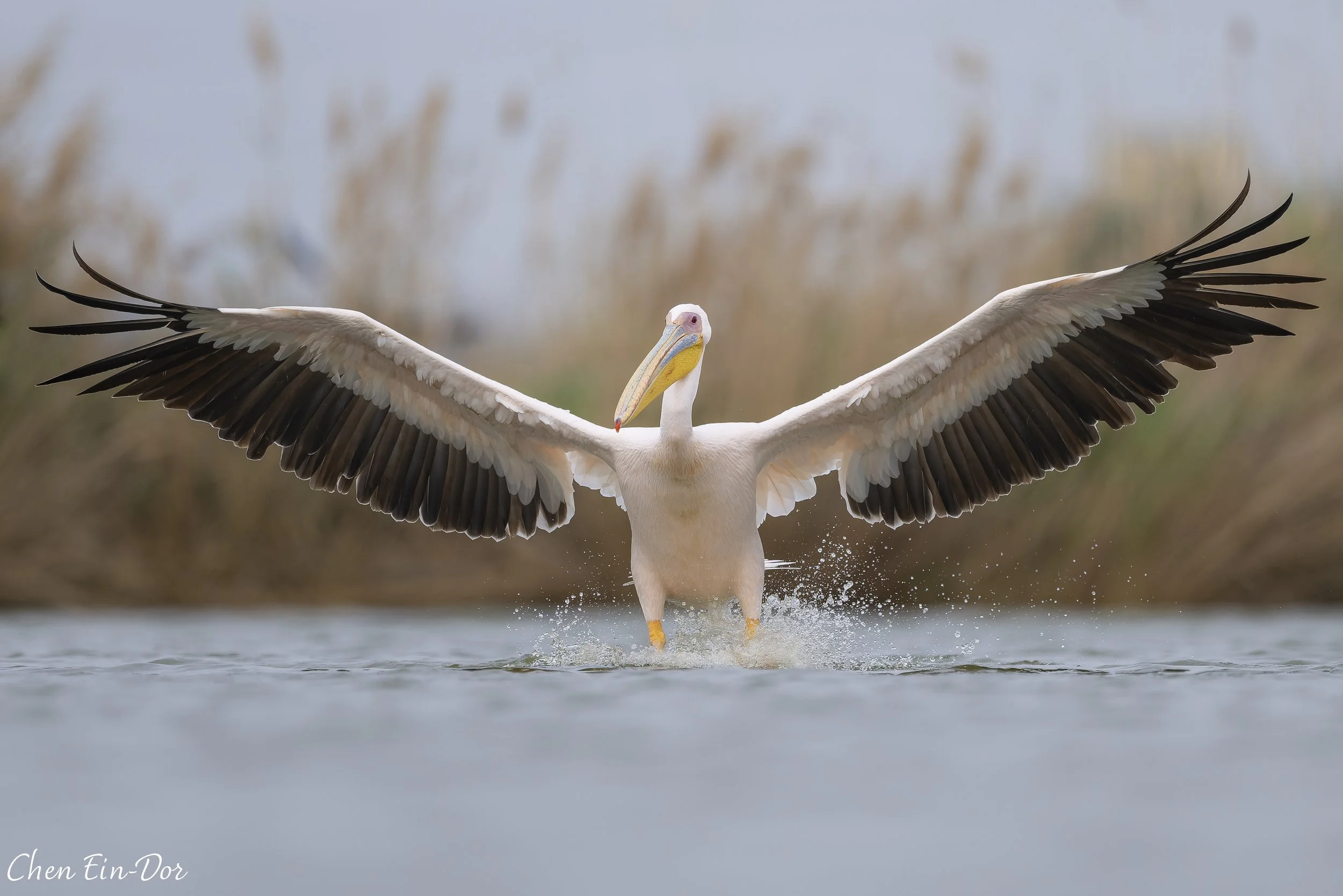 Great White Pelican