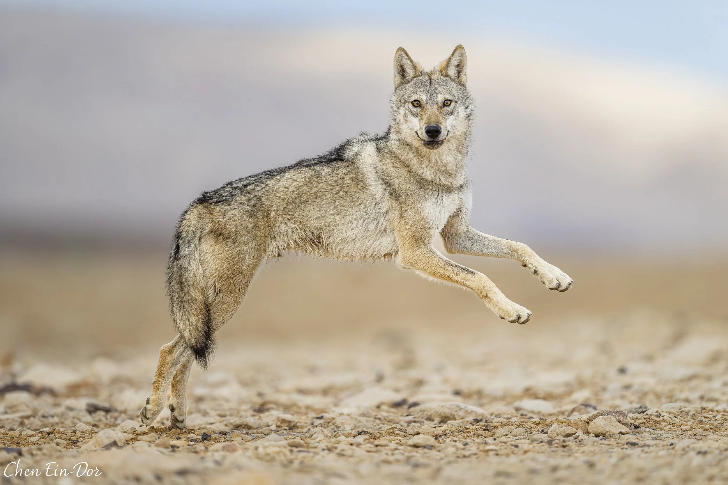 Arabian Wolf