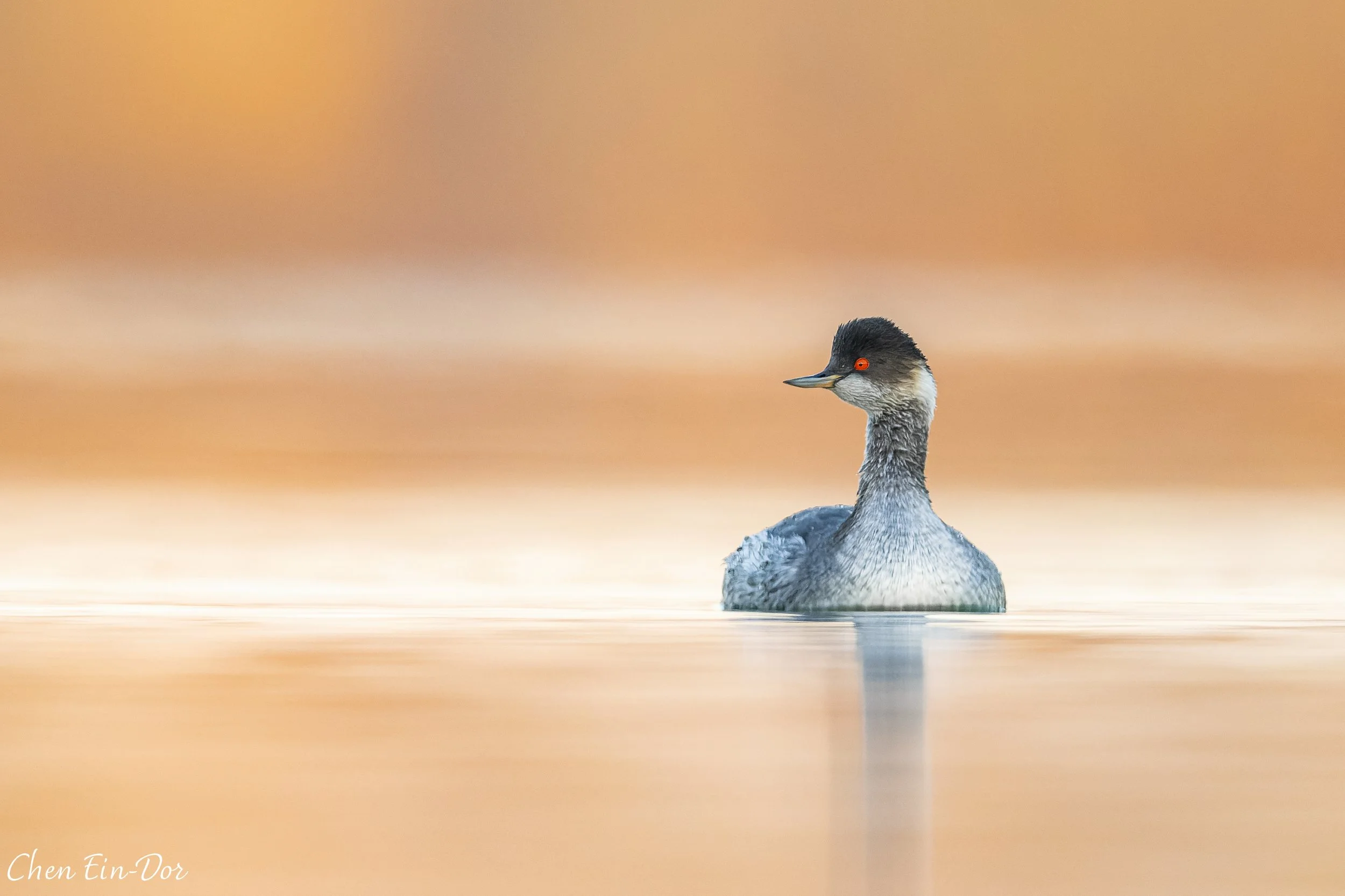 Black-necked Grebe