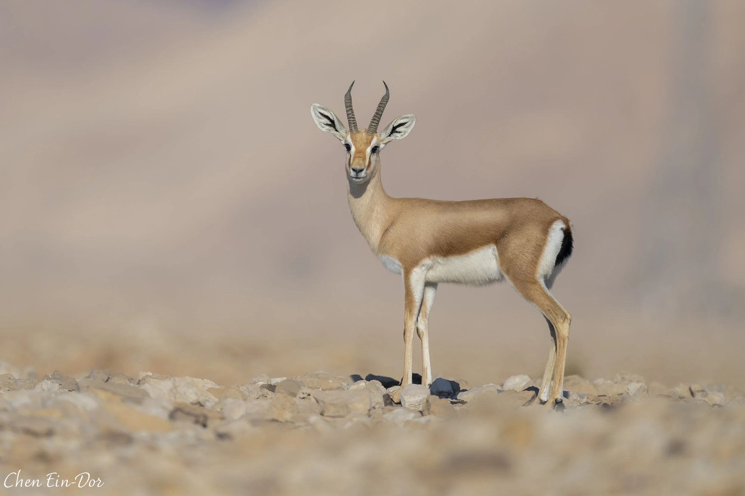 Israeli Mountain Gazelle