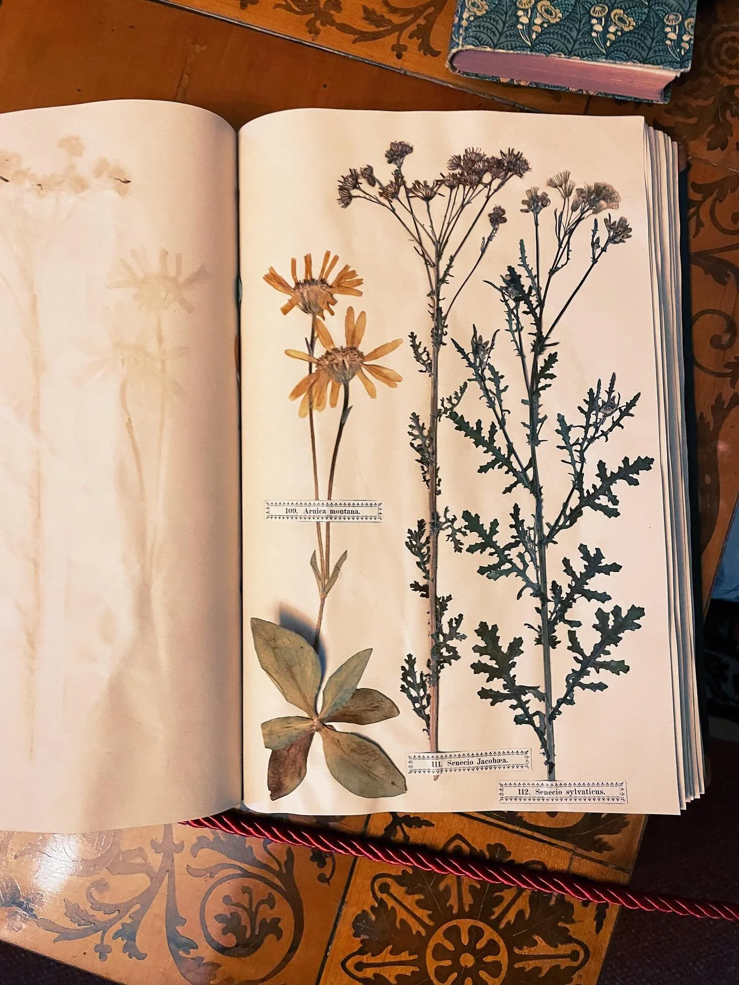 I still remember when, in 5th grade, I had to do a herbarium, and I found it sooo boring. I had no clue what it was. 

I was the ultimate city kid, grew up in post-communist Poland,  the only shade of green I knew was the greenish-gray color of concr