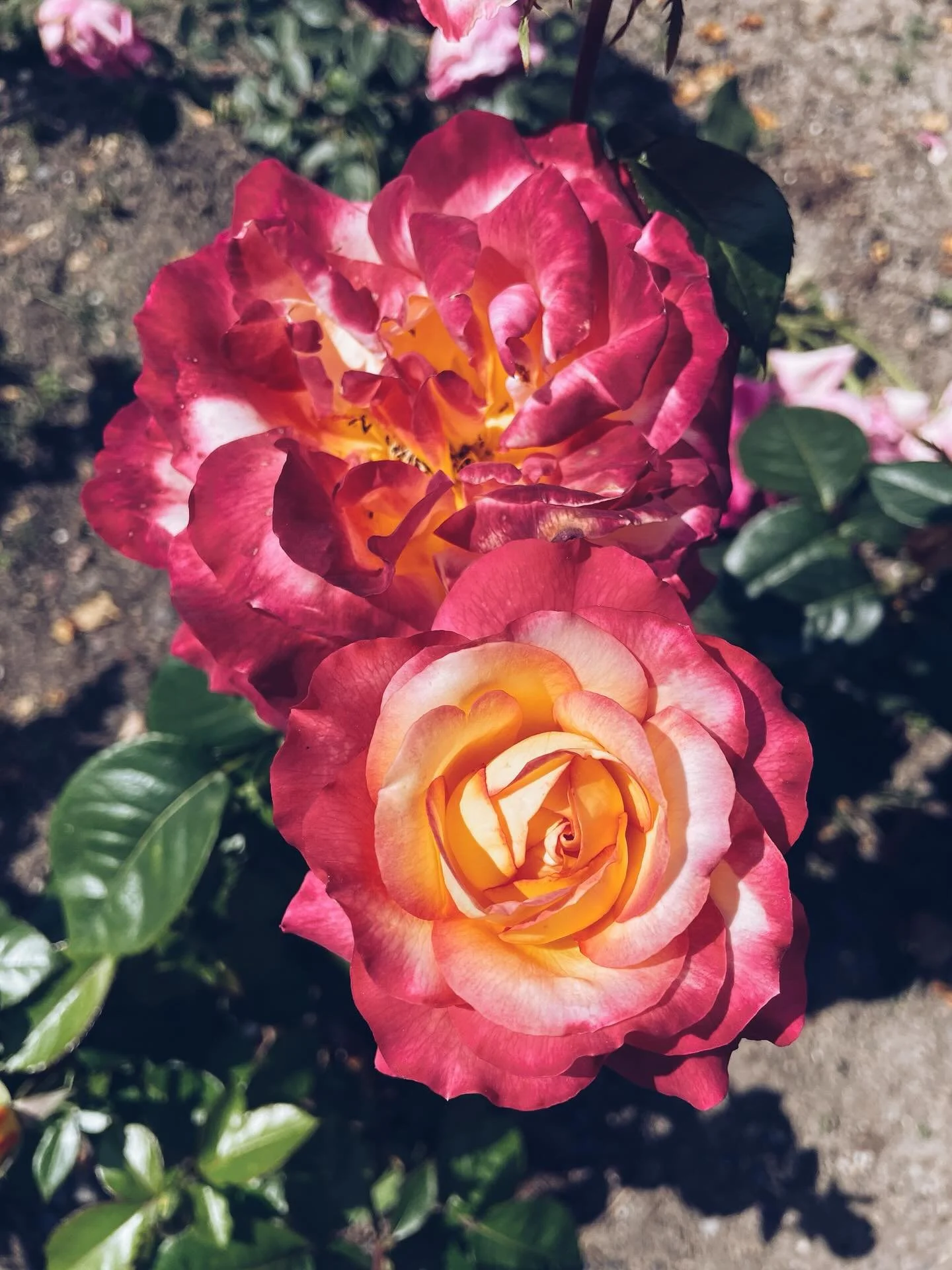 Rose truly is my most beloved master plant.
The highest-frequency flower (320 mhz), she is the ultimate plant for love, compassion, joy, beauty, and union.

Her power lies in her deep heart-healing properties, she is a nervine with emotional-balancin