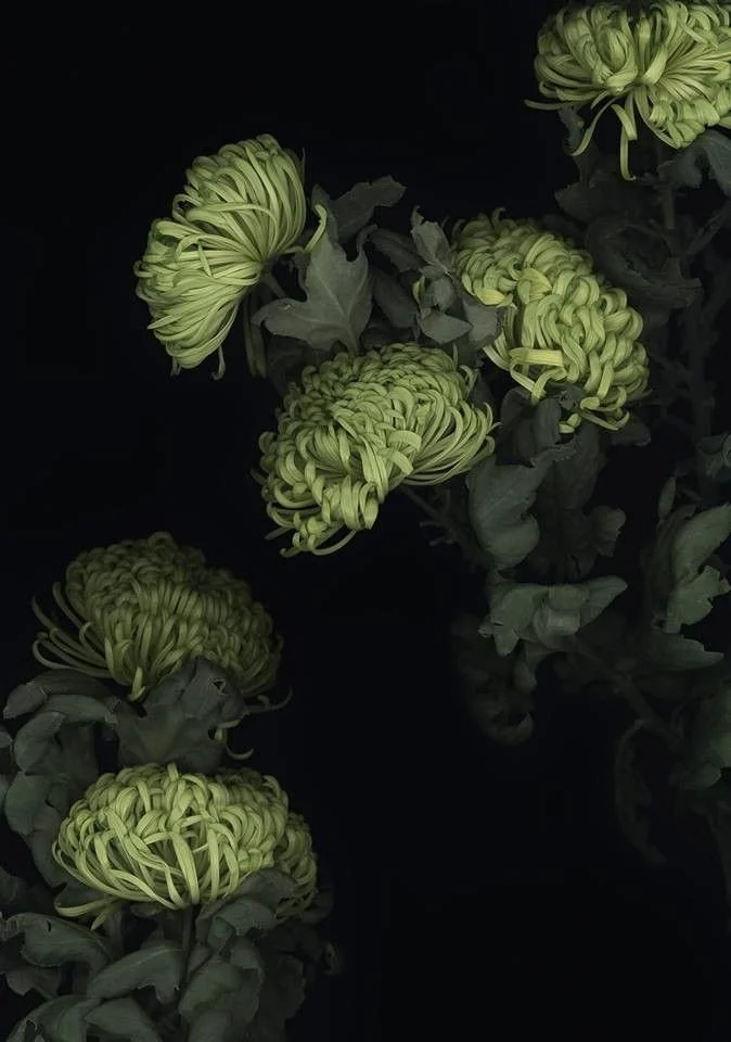 Luzia Simons_ _Florale welten_.jpeg